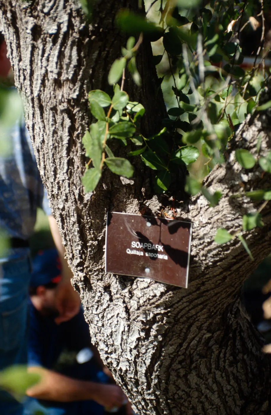 CA, Goleta, Trees: Trunks and bark- Lemon Fair, Soap Bark Tree, Stow House