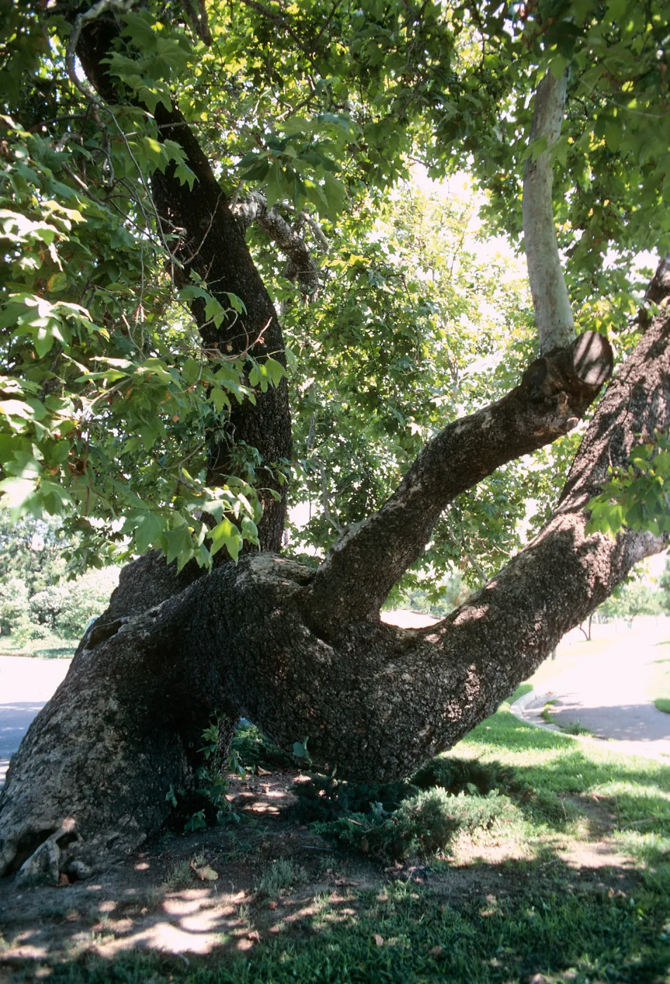 CA, San Juan Capistrano, Trees: Trunks and bark- old tree