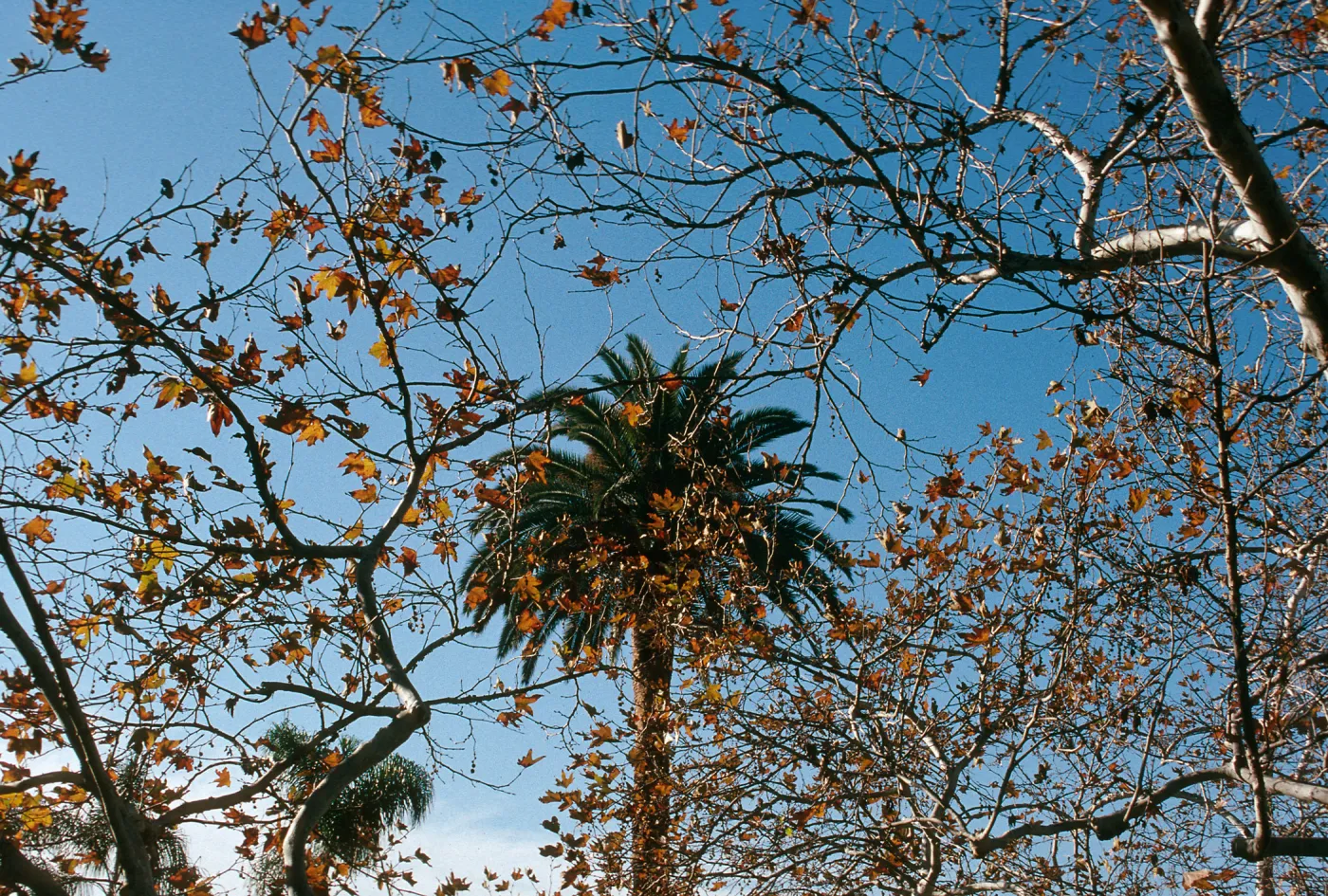 CA, San Juan Capistrano, Trees: Trunks and bark-Education Center, tree + palm