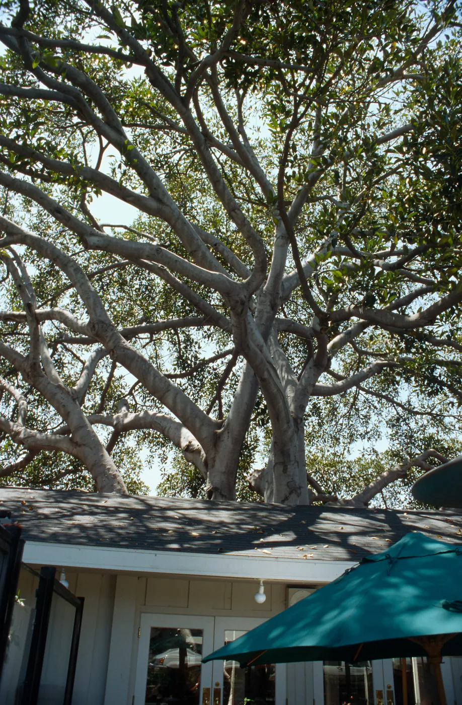 CA, Santa Barbara, Trees: Trunks and bark- Ryan s Restaurant, tree