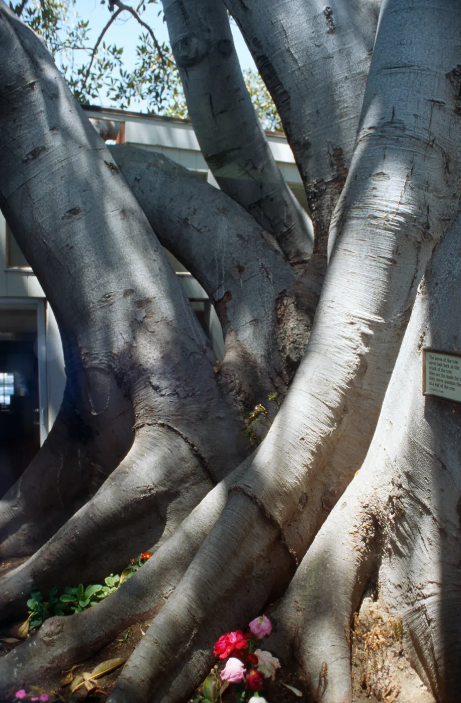 CA, Santa Barbara, Trees: Trunks and bark- Ryan s Restaurant, tree