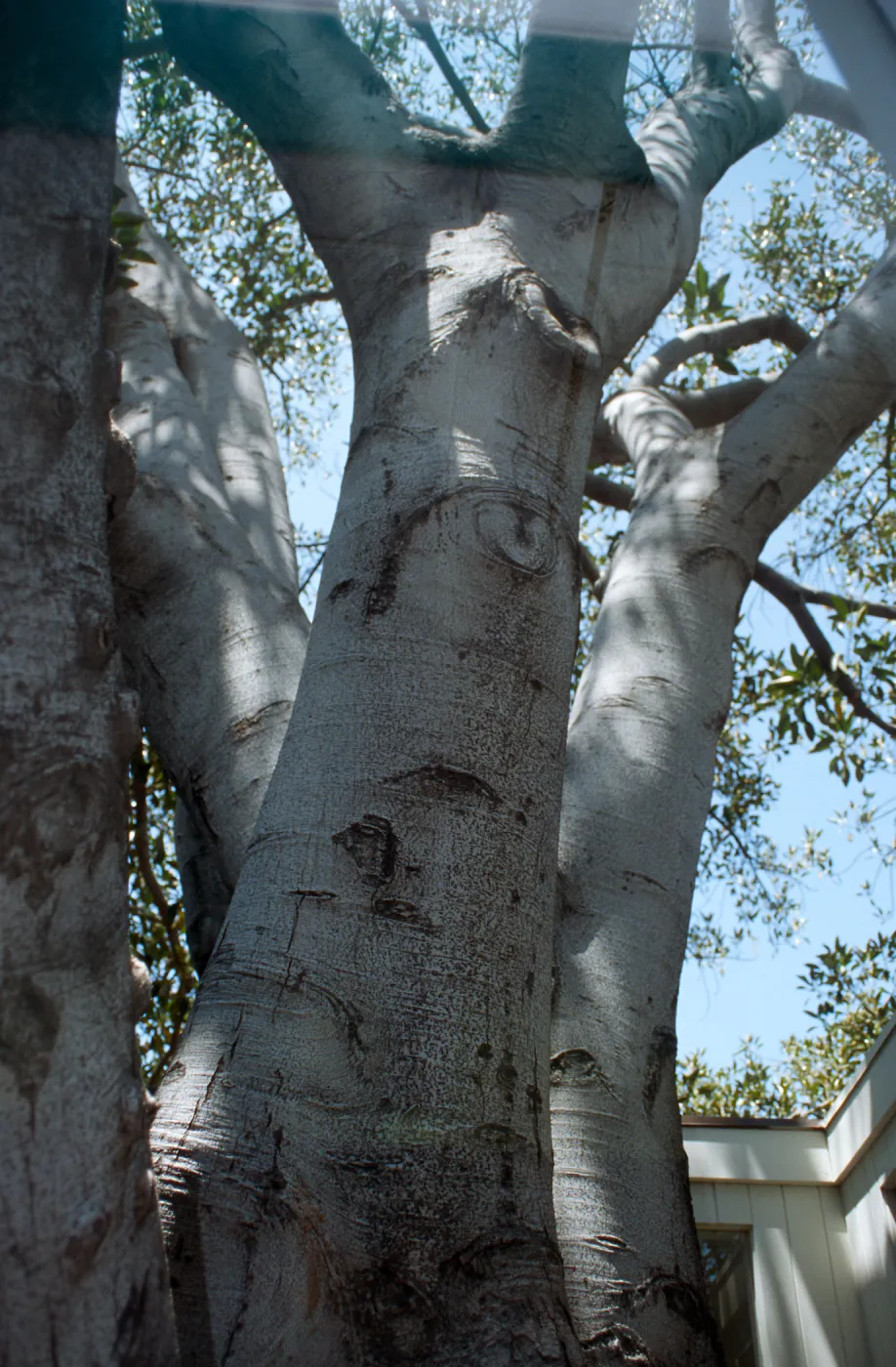 CA, Santa Barbara, Trees: Trunks and bark- Ryan s Restaurant, tree