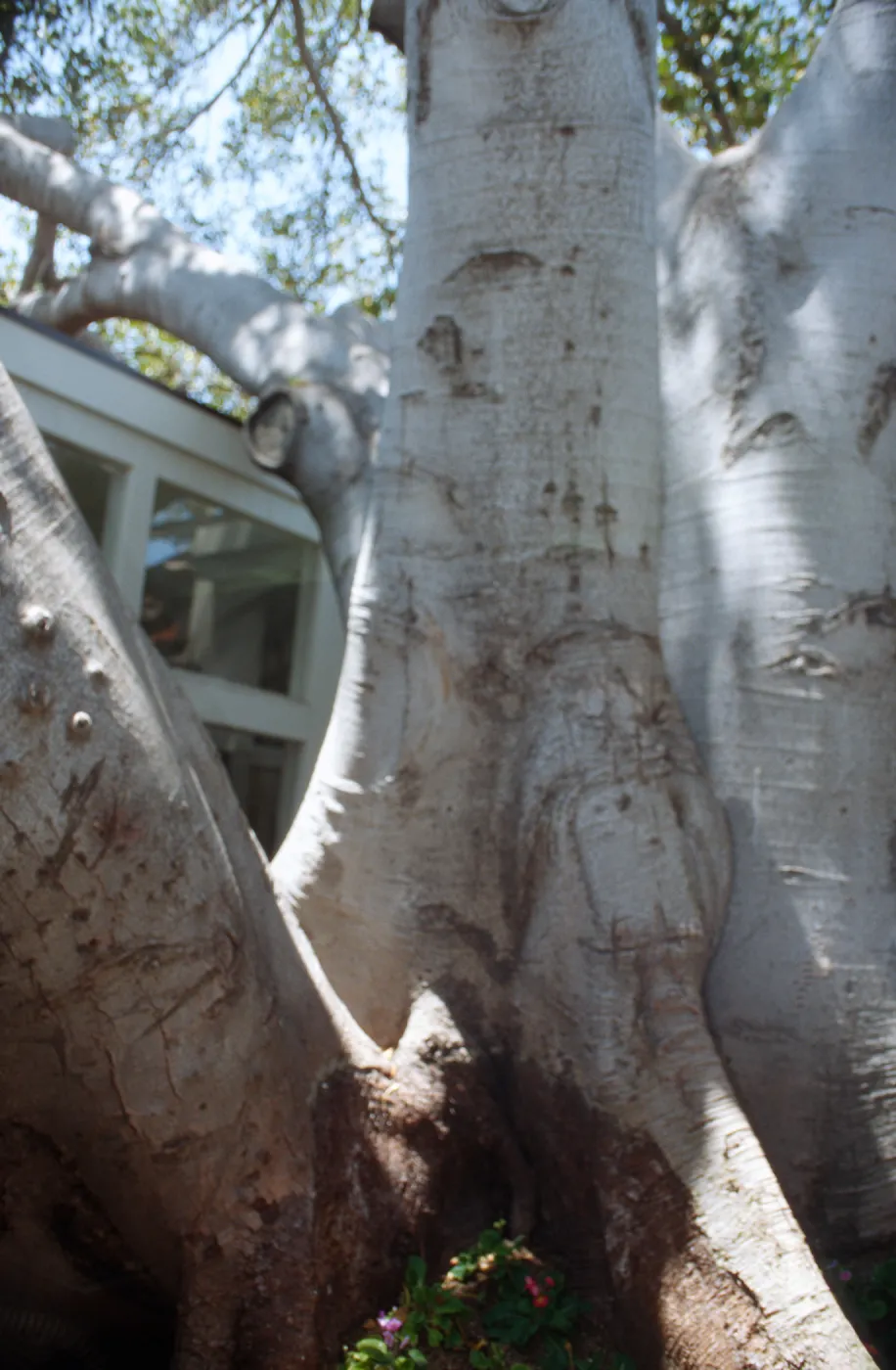CA, Santa Barbara, Trees: Trunks and bark- Ryan s Restaurant, tree