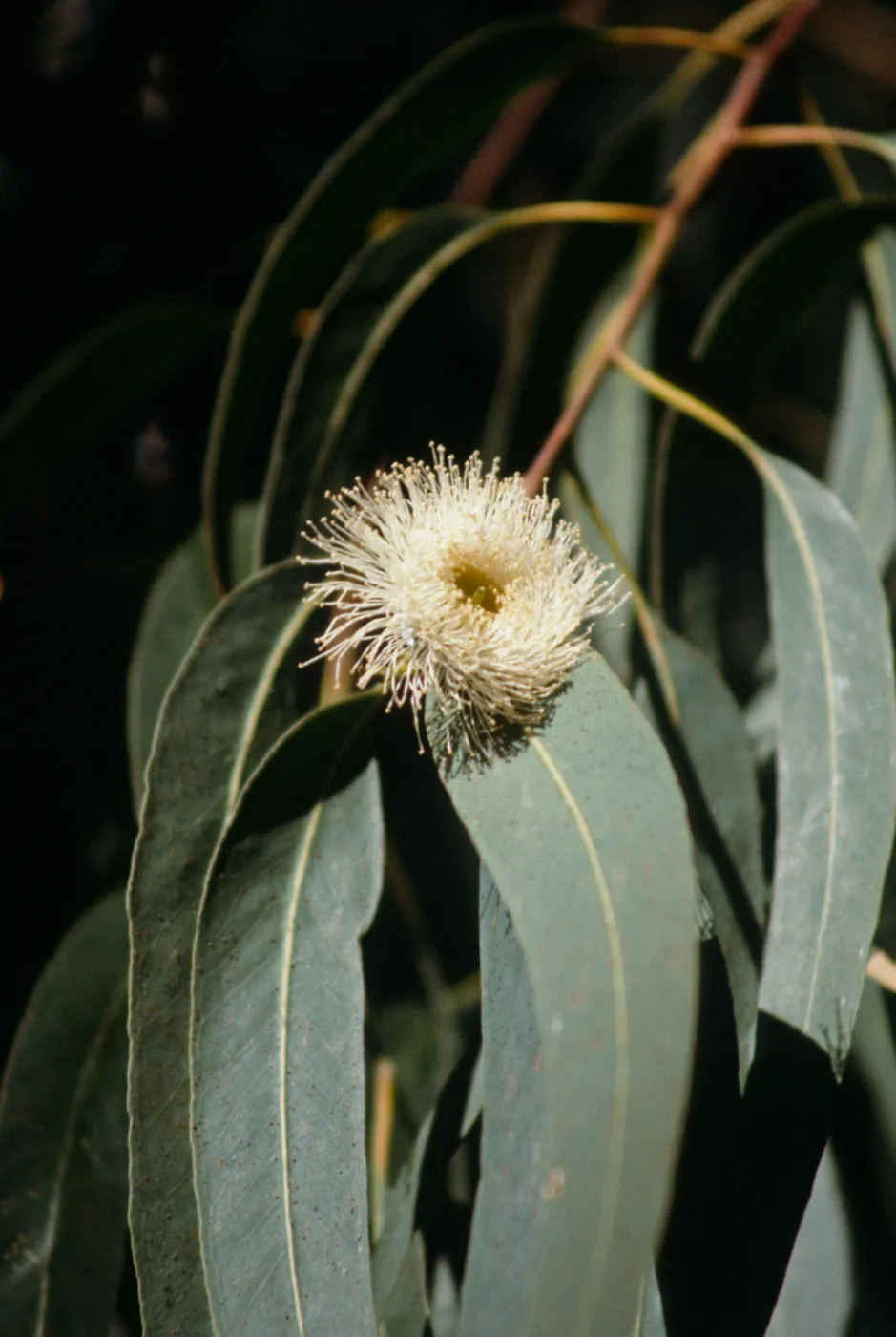 CA, Goleta, Eucalyptus Trees- Ellwood Eucalyptus grove, flower