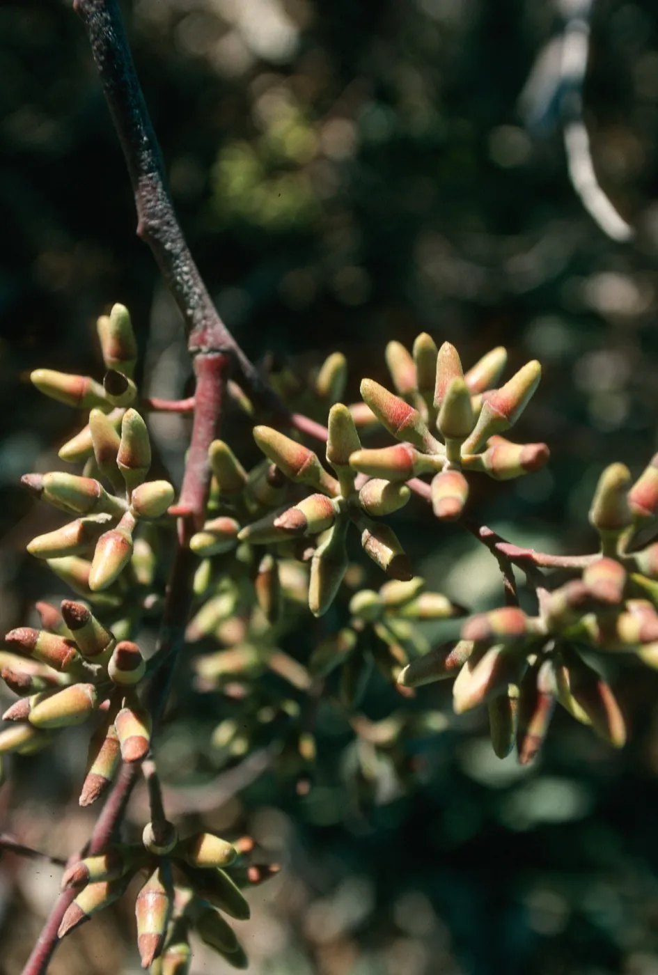 CA, Goleta, Eucalyptus Trees- Ellwood Eucalyptus grove