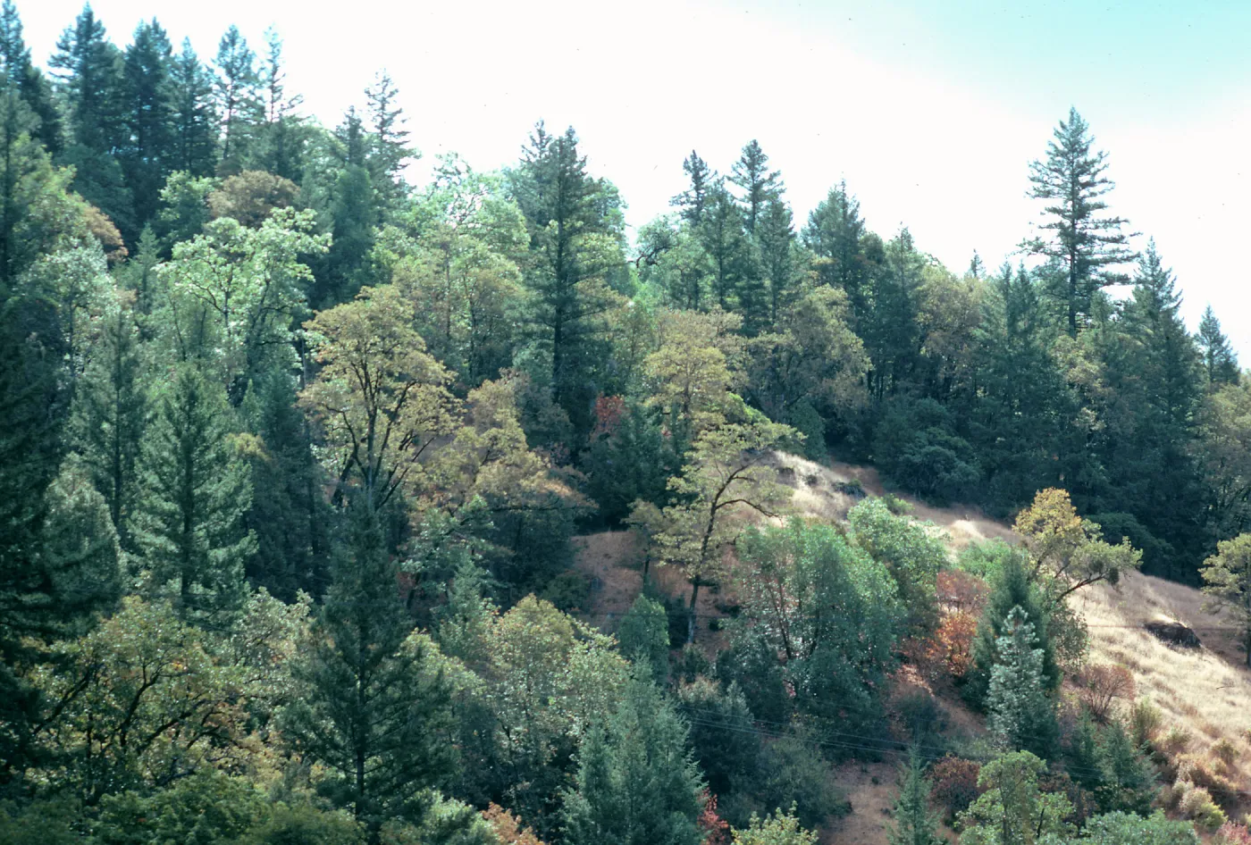 CA, Laytonville, Trees and landscape near Laytonville, pine trees