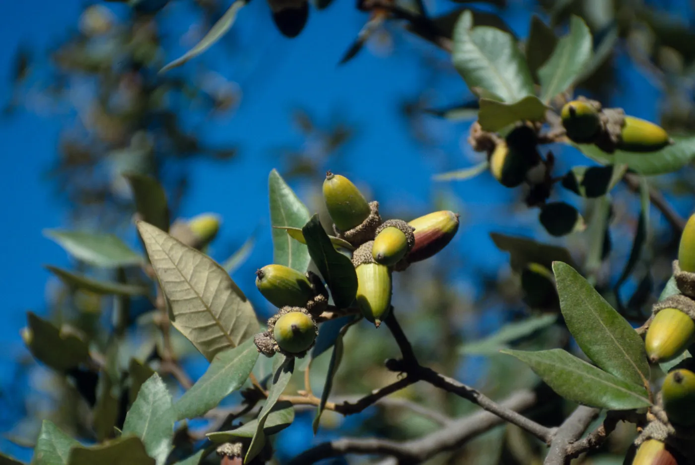 CA, Santa Barbara, acorn