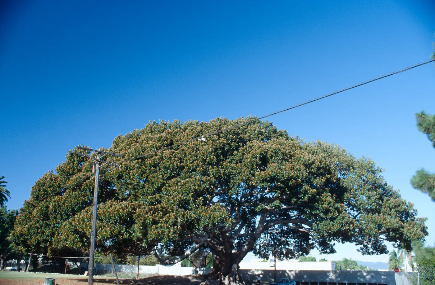 CA, Santa Barbara, Moreton Bay Fig Tree