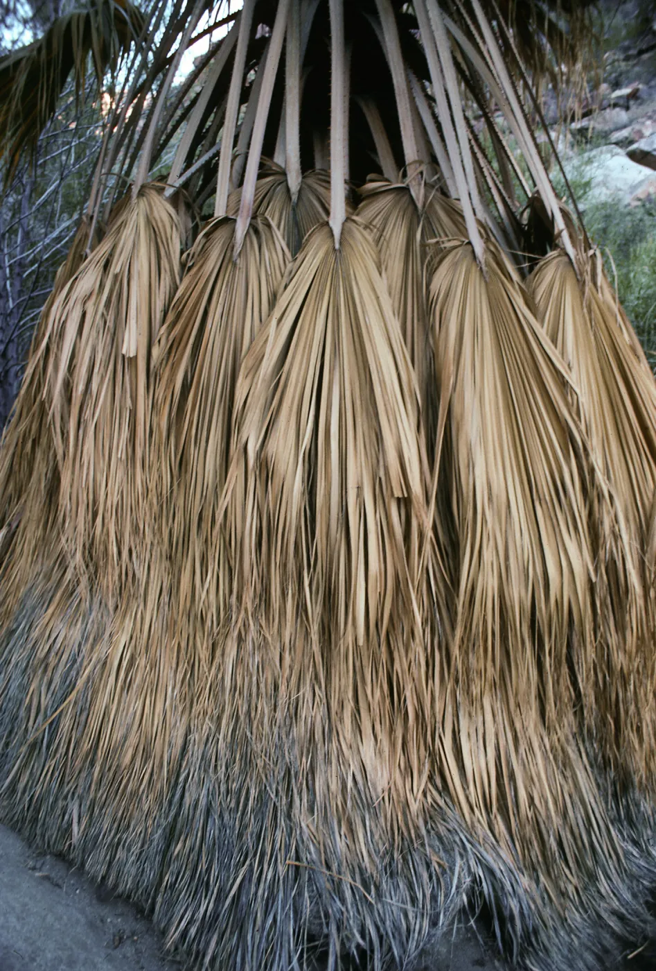 CA, Palm Trees- Anza Borrego, Palm Canyon palm