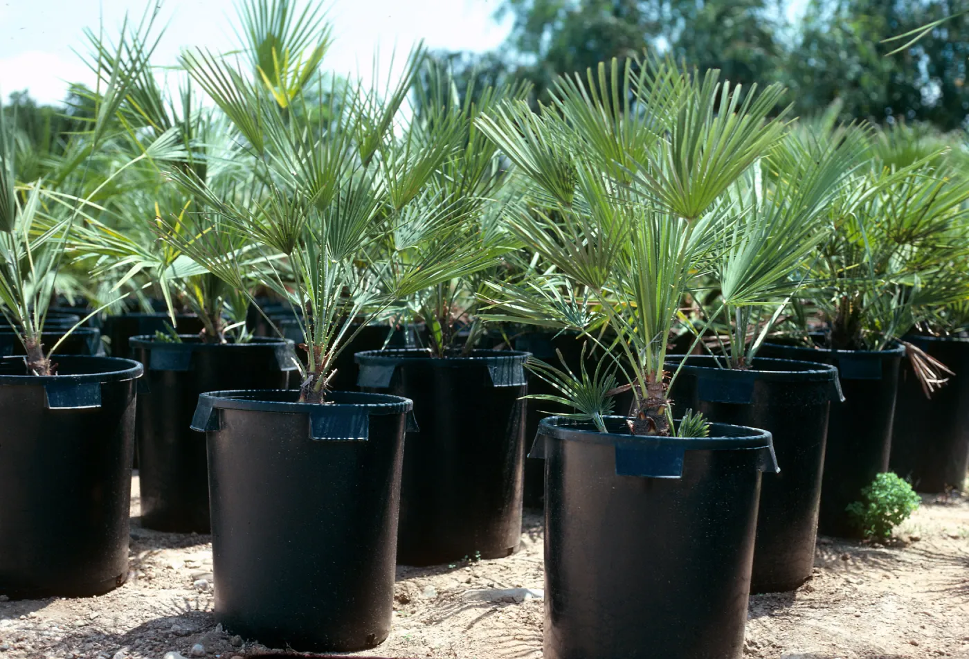 CA, Del Mar, Palm Trees- nursery