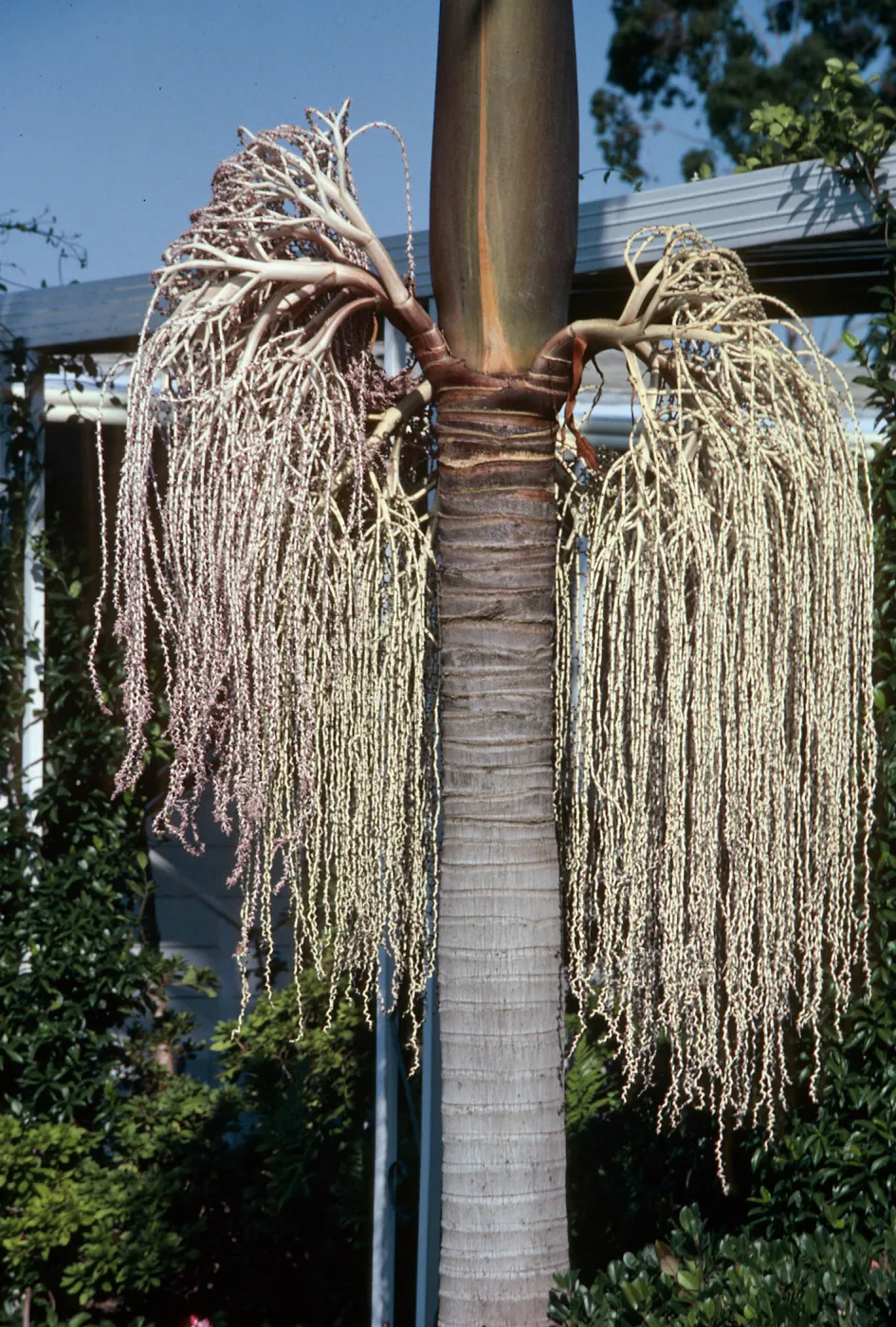 CA, San Juan Capistrano, Palm Inflorescences- Alipaz Mobile Home Park gardens, light green, needs i.d.