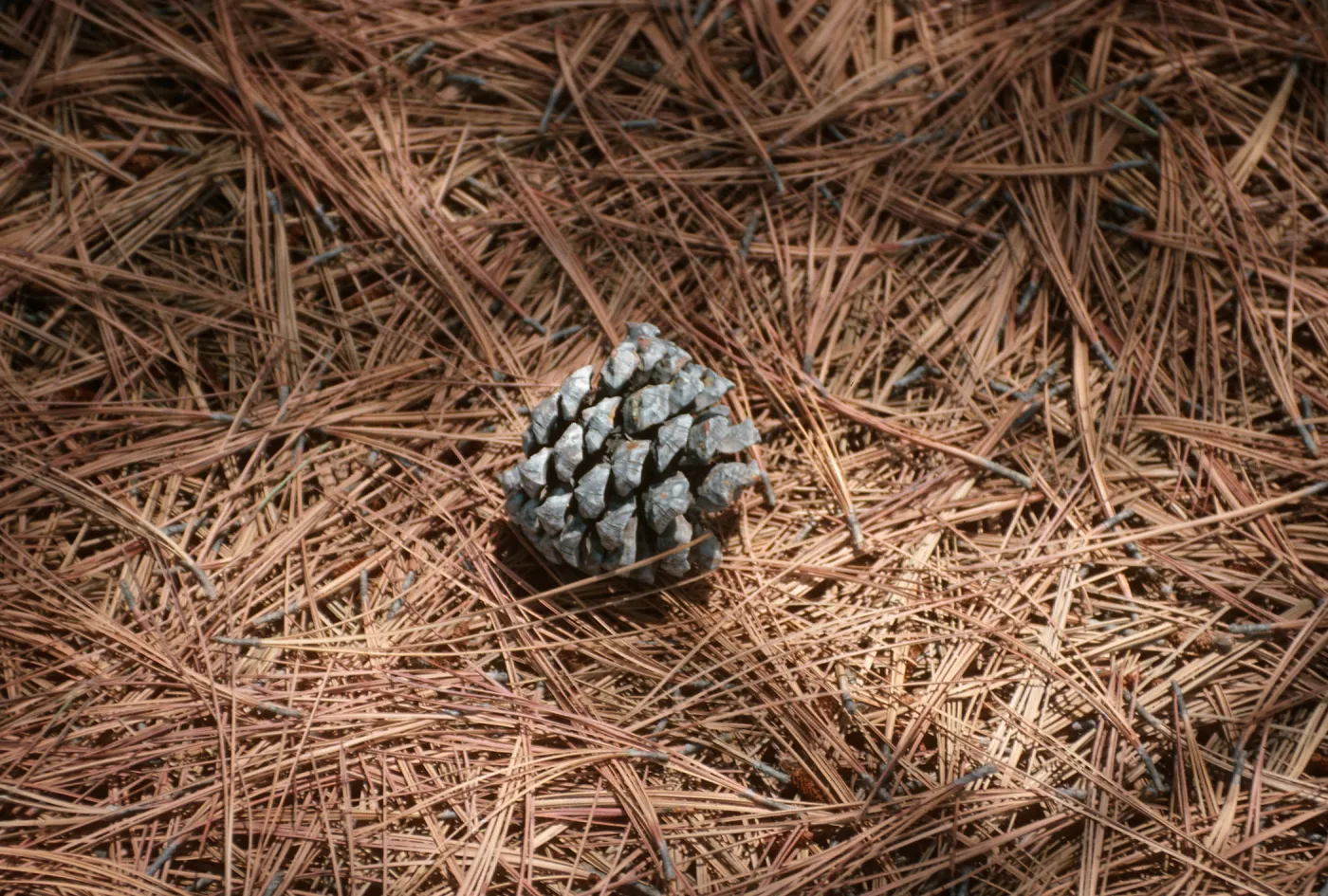 CA, San Diego, Trees, Cones- Torrey Pines State Reserve