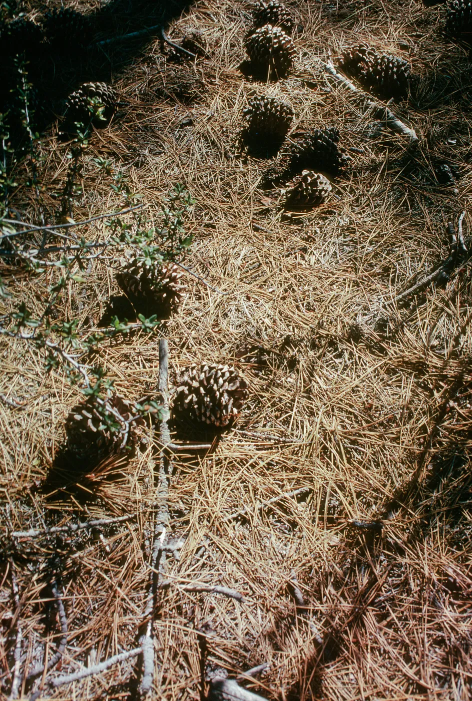 CA, Trees, Cones- Holcomb Valley