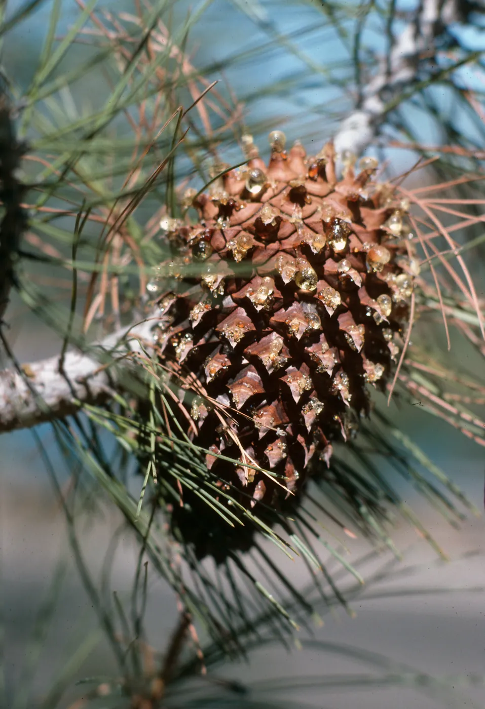 CA, San Juan Capistrano, Trees, Cones- near San Pedro Lake, pinecone