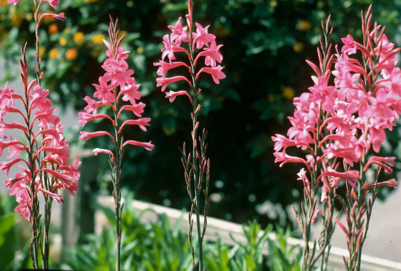 CA, San Juan Capistrano, Flowers, Calif., Watsonia