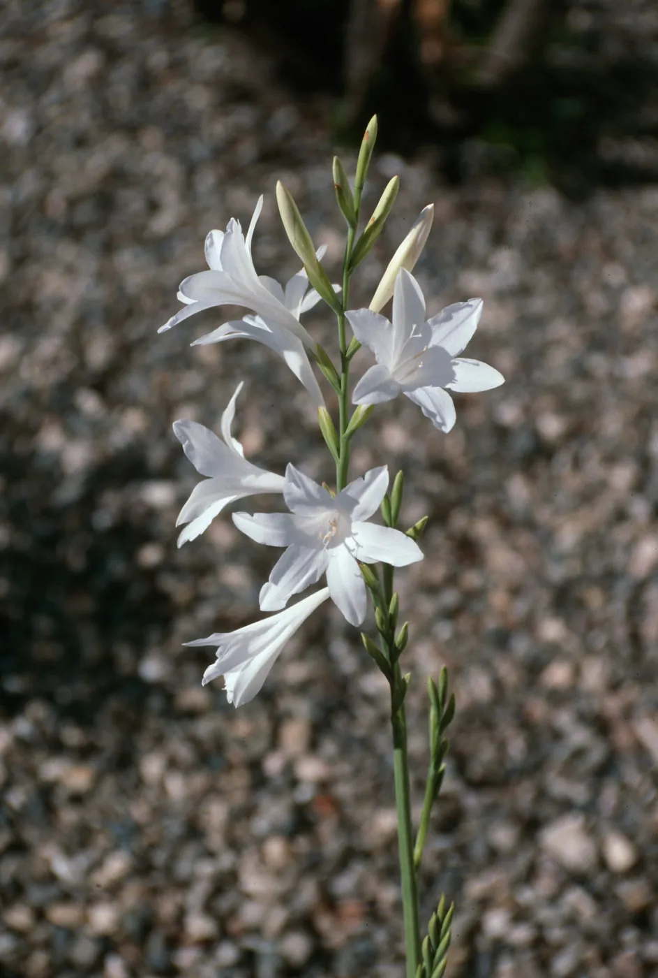 CA, Santa Barbara, Mobile Home Park garden, Watsonia