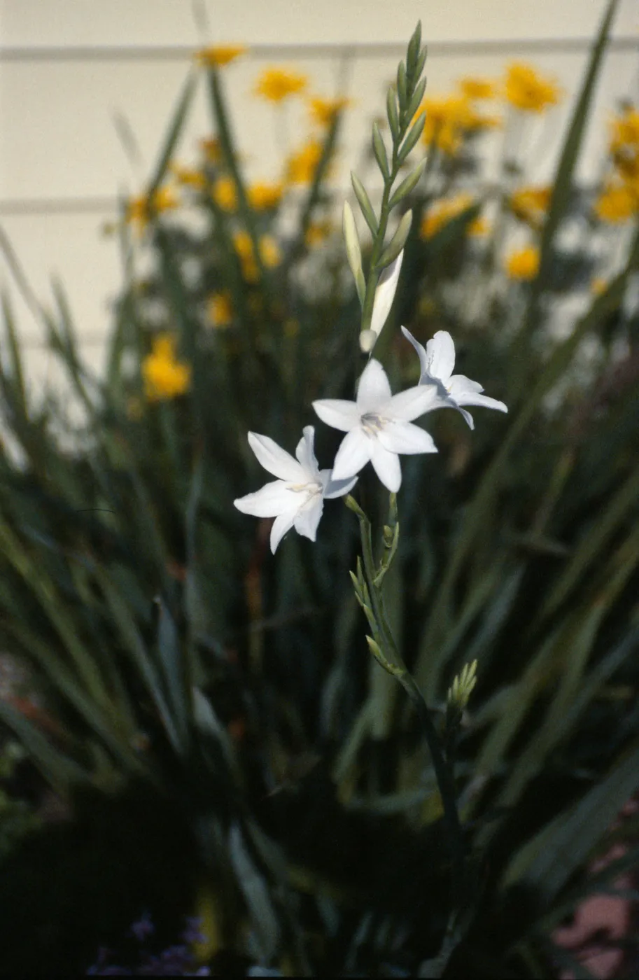 CA, Santa Barbara, garden, Watsonia