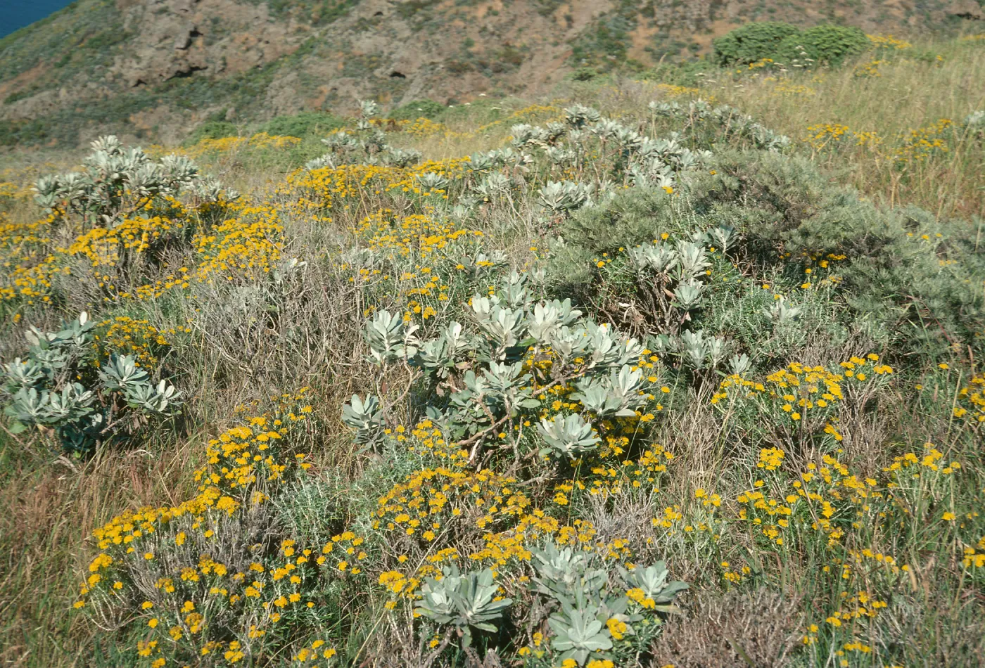 Haplopappus detonsus, Eriophyllum, offshore slopes, W. Anacapa Is.