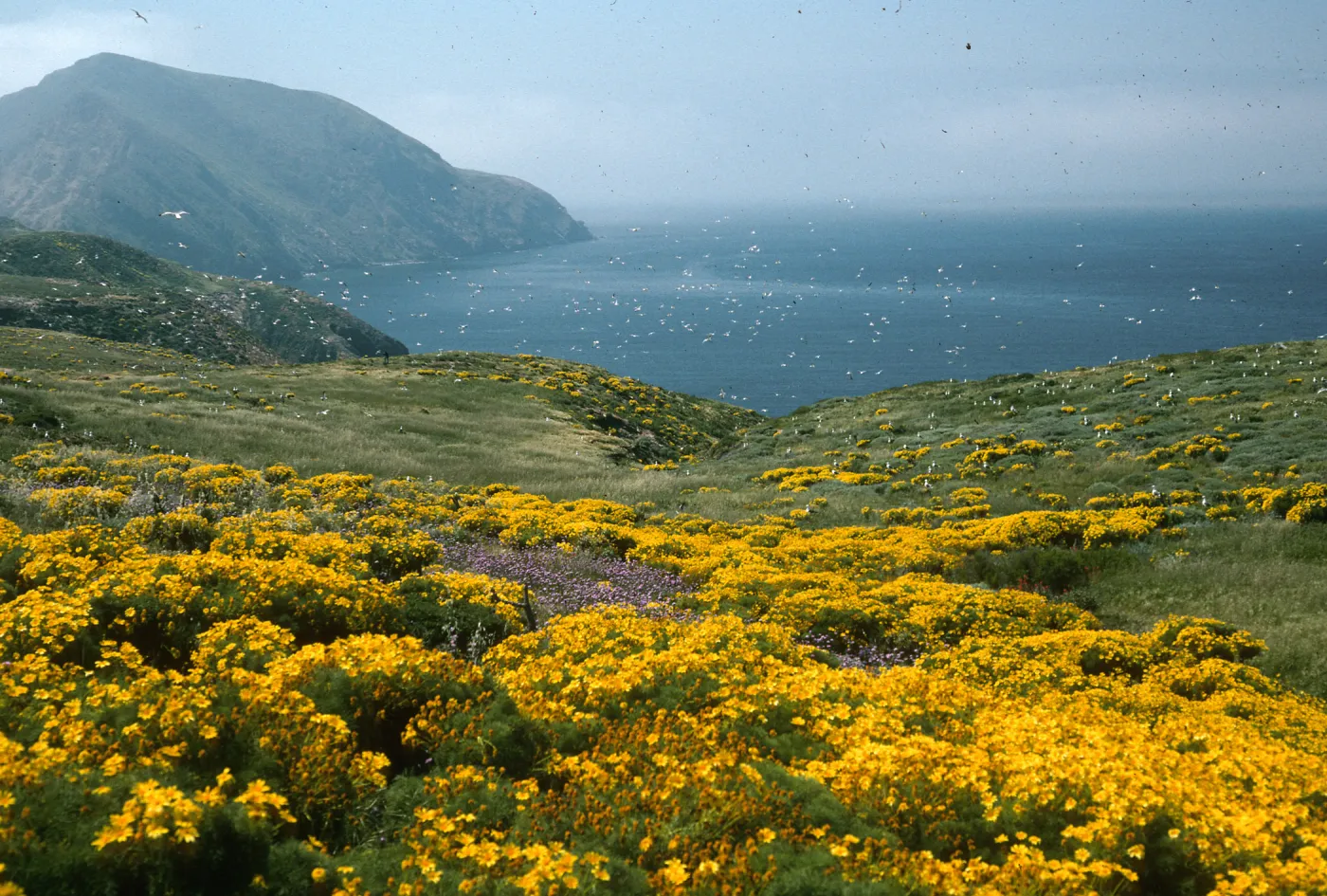 Coreopsis, Dichelostemma, just E. of sheep Camp