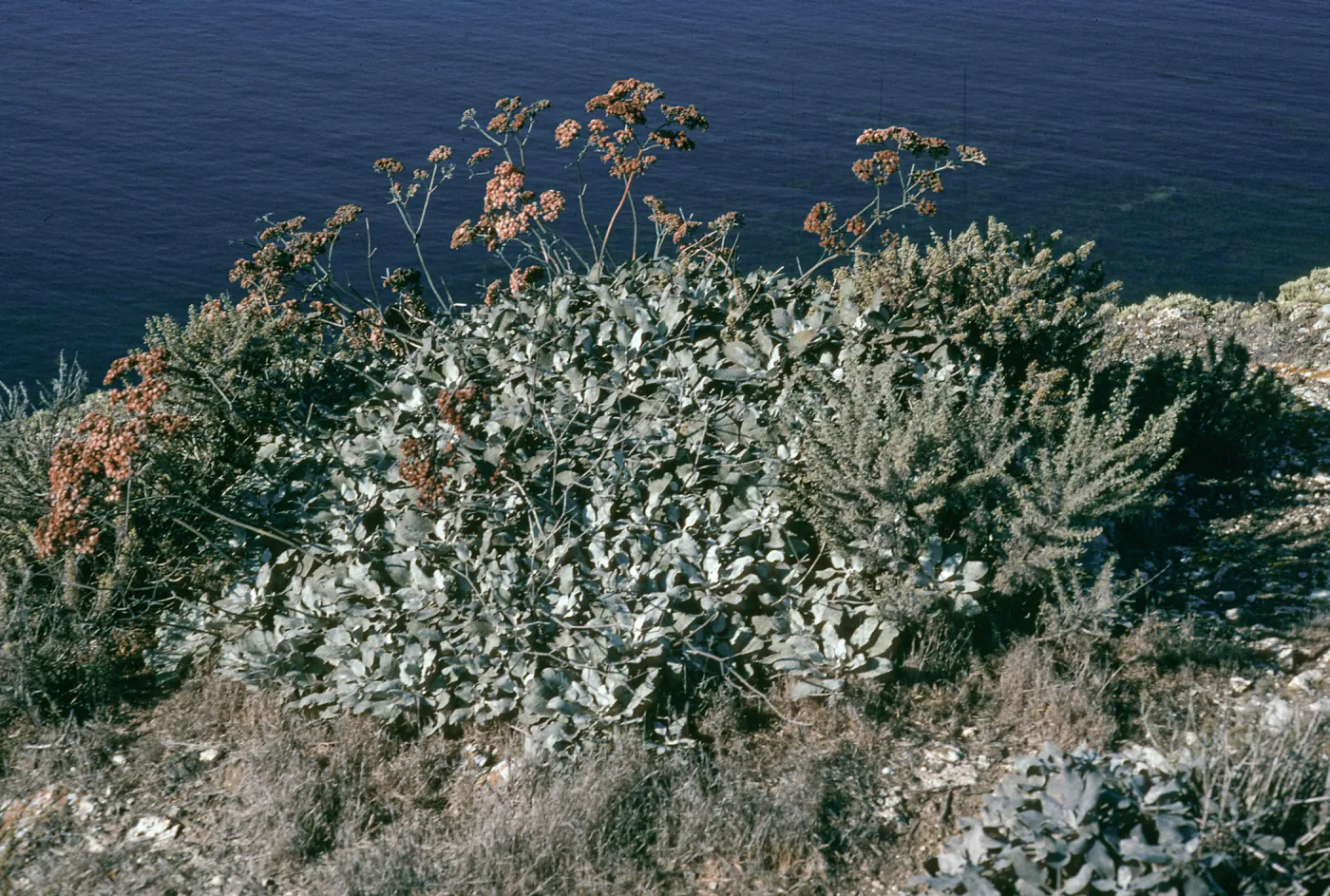 Eriogonum giganteum compactum, Signal Peak, Santa Barbara Island