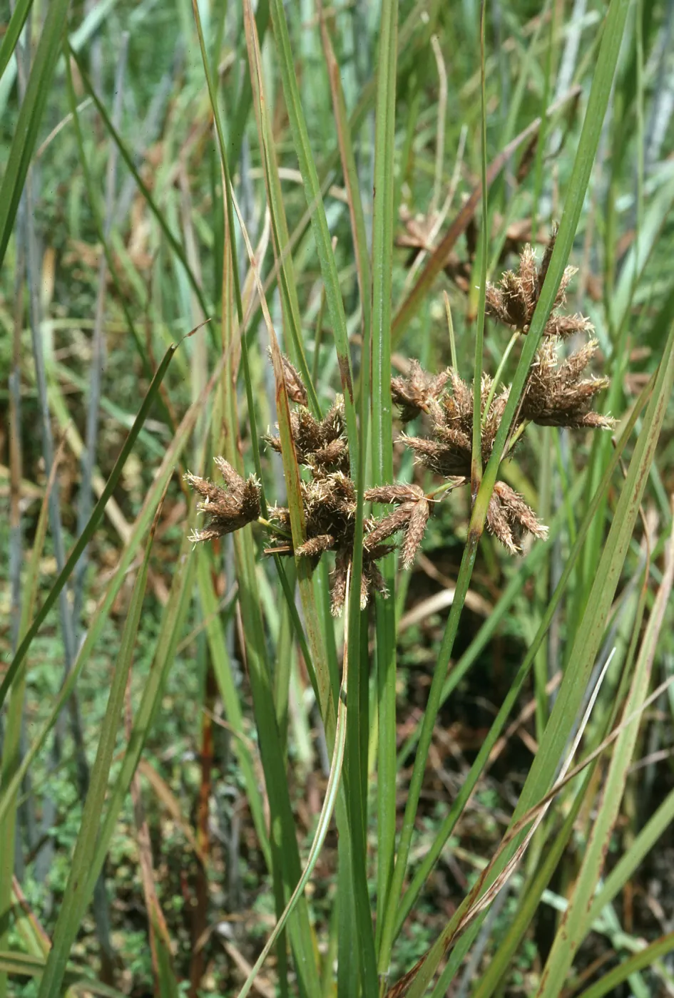 Scirpus robustus, Devereux Slough