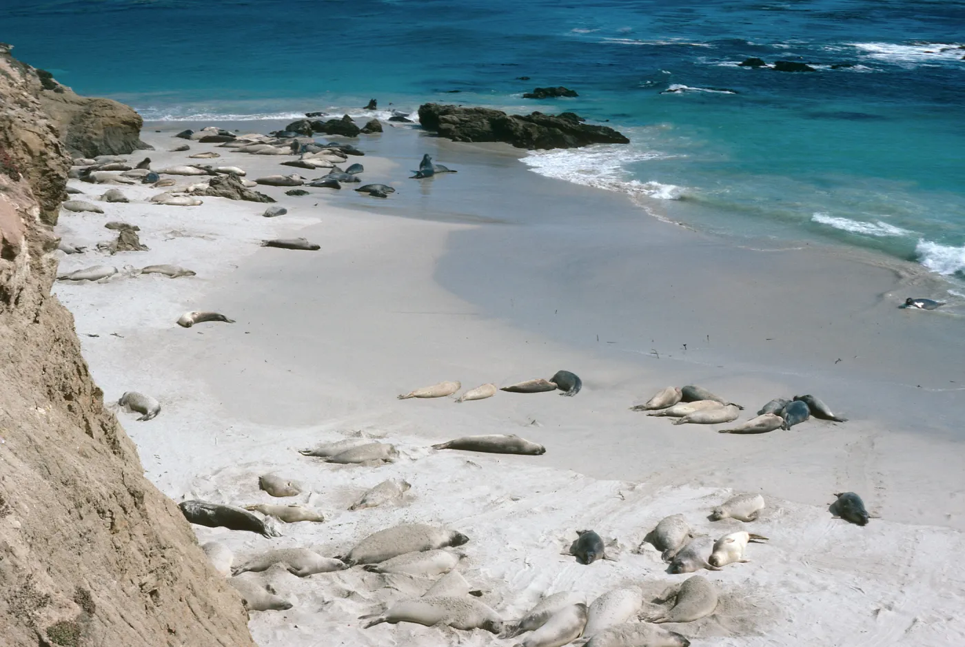 Pinnipeds, South side of San Miguel Island