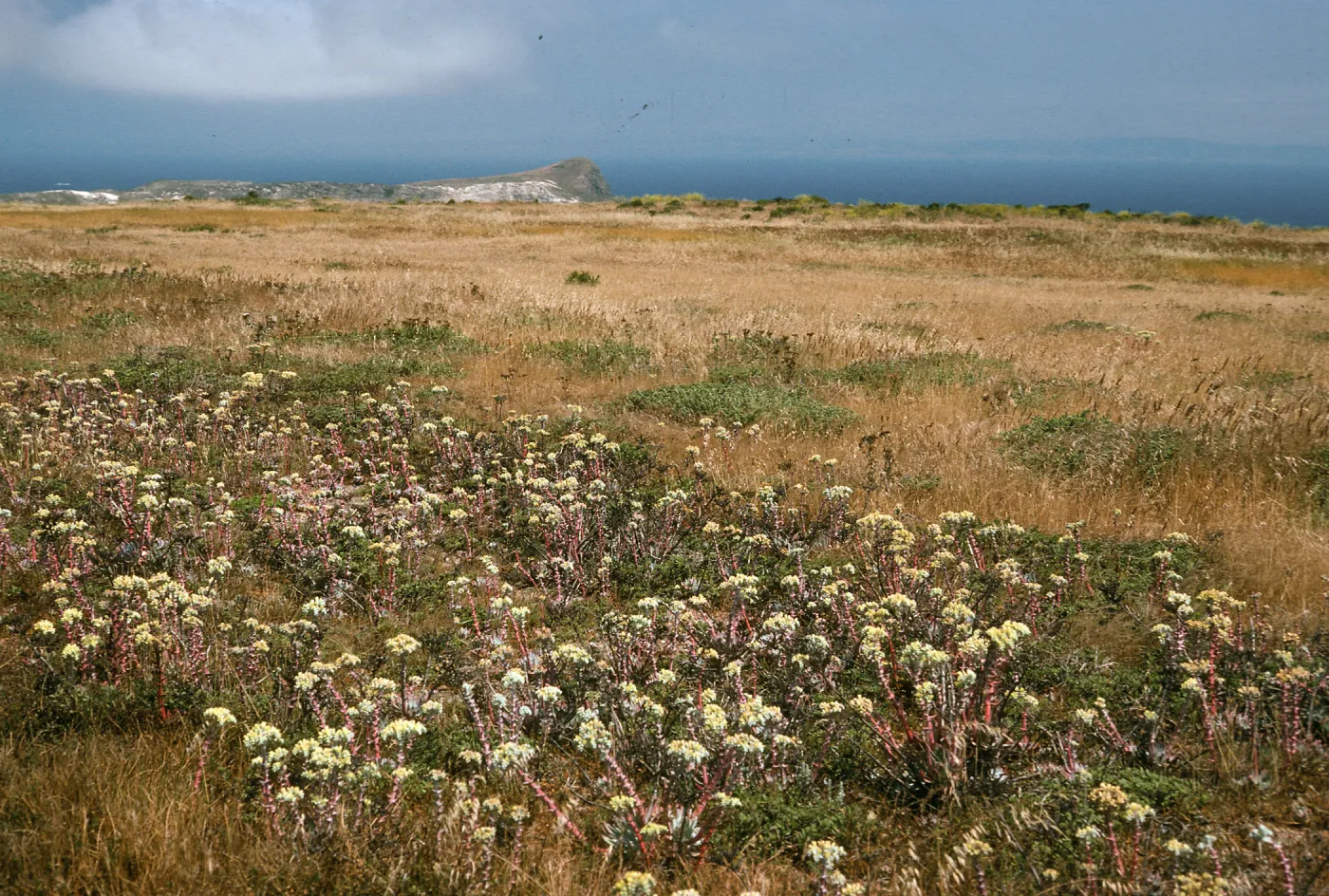 Dudleya (liveforevers), E. end near airfield, San Miguel Isl.