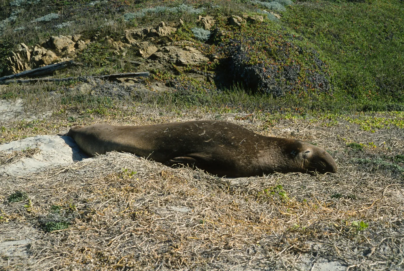 male elephant seal, N. end of Simonton Cove, San Miguel Island