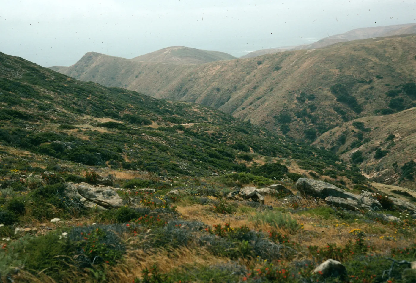 chaparral, South Point Peninsula, Santa Rosa Island