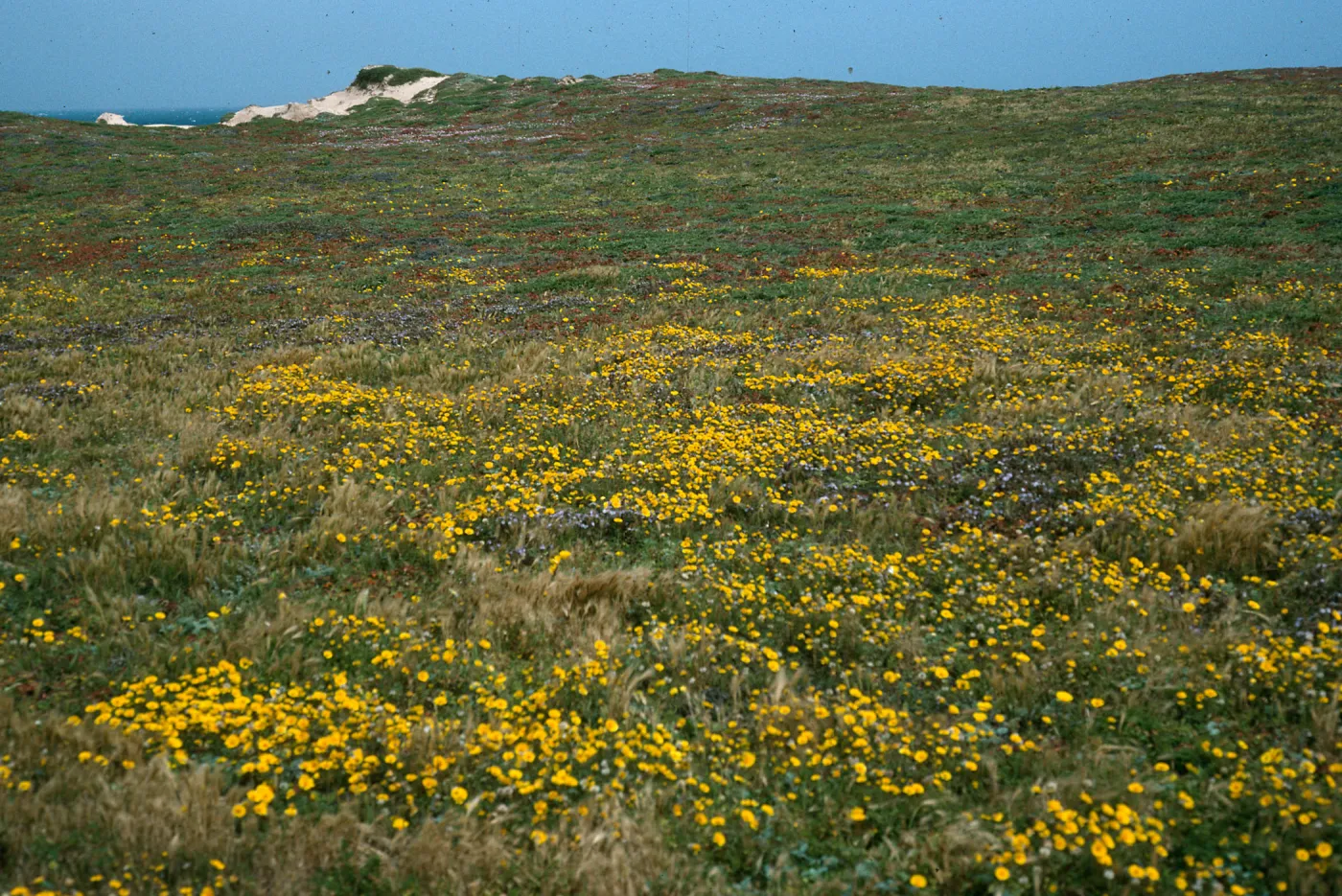 Layia (tidy tips), N. of Sandy Point, W. end, Santa Rosa Island