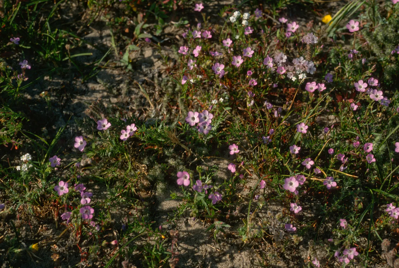 Gilia tenniflora hoffmannii, E. end, Santa Rosa Island