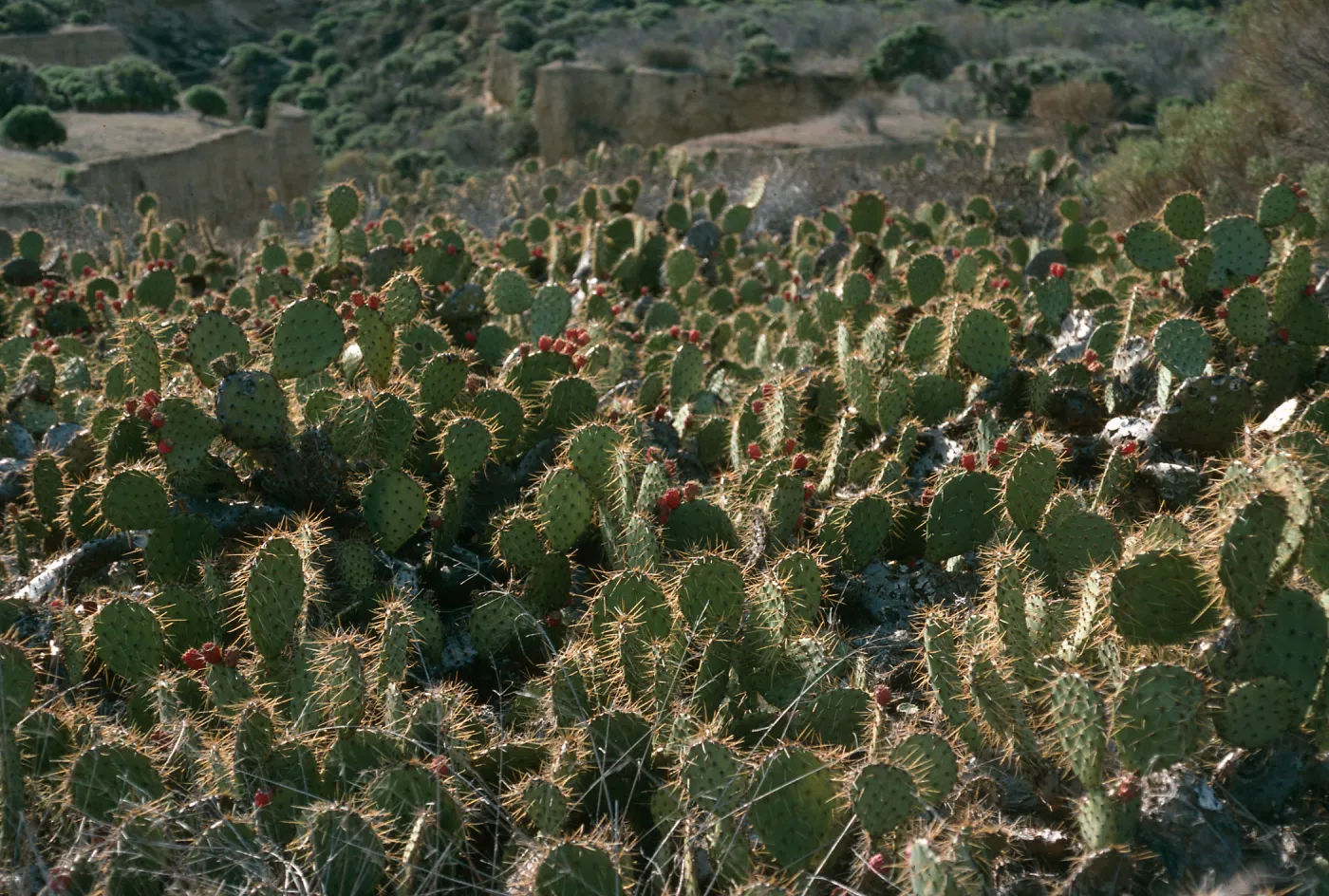 Opuntia oricola, W. side Beach Rd., San Nicolas Island