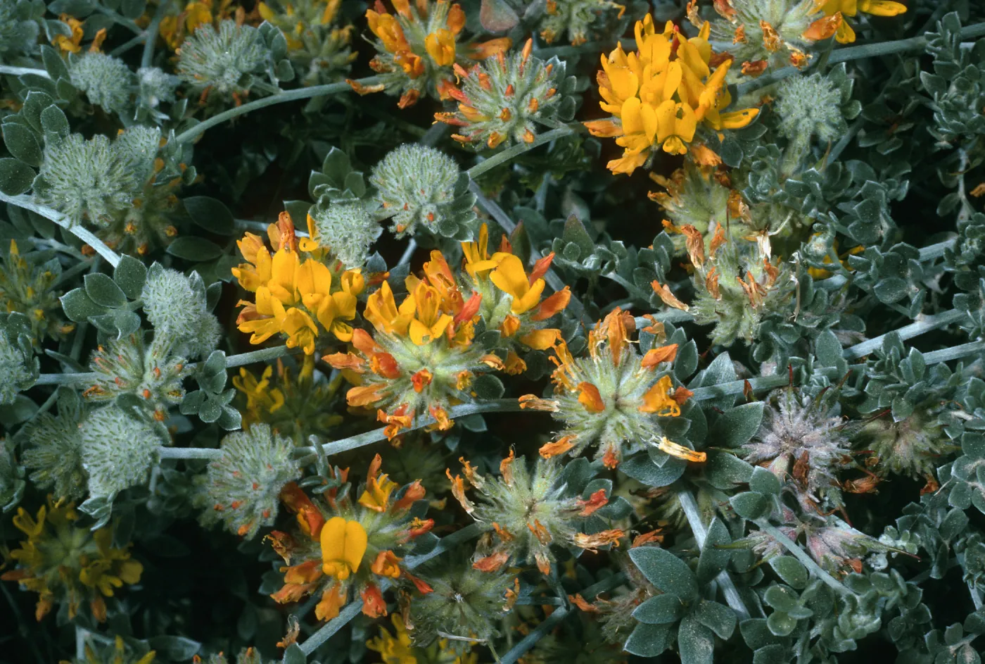 Lotus argophyllus ornithopus, NE Coastal flats, San Nicolas Island
