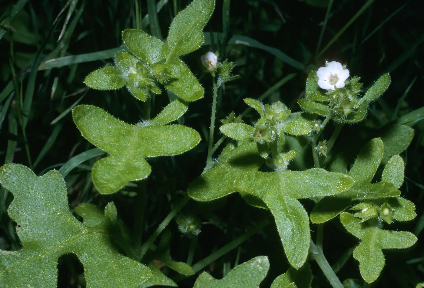 Pholistoma racemosa, Santa Cruz Island