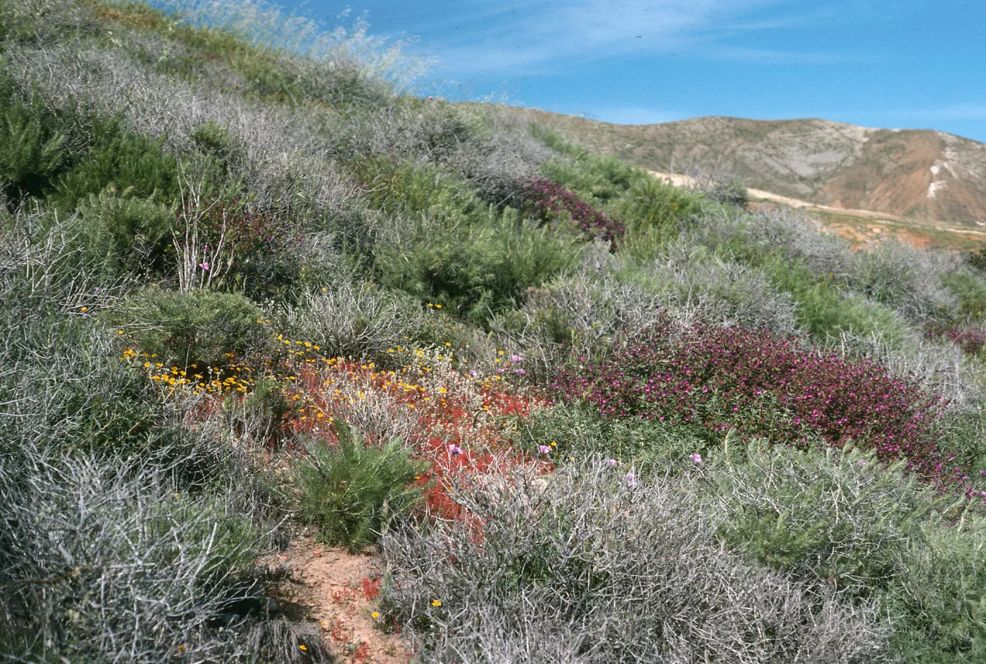 coastal sage scrub, Upper Pozo Rd., Santa Cruz Island