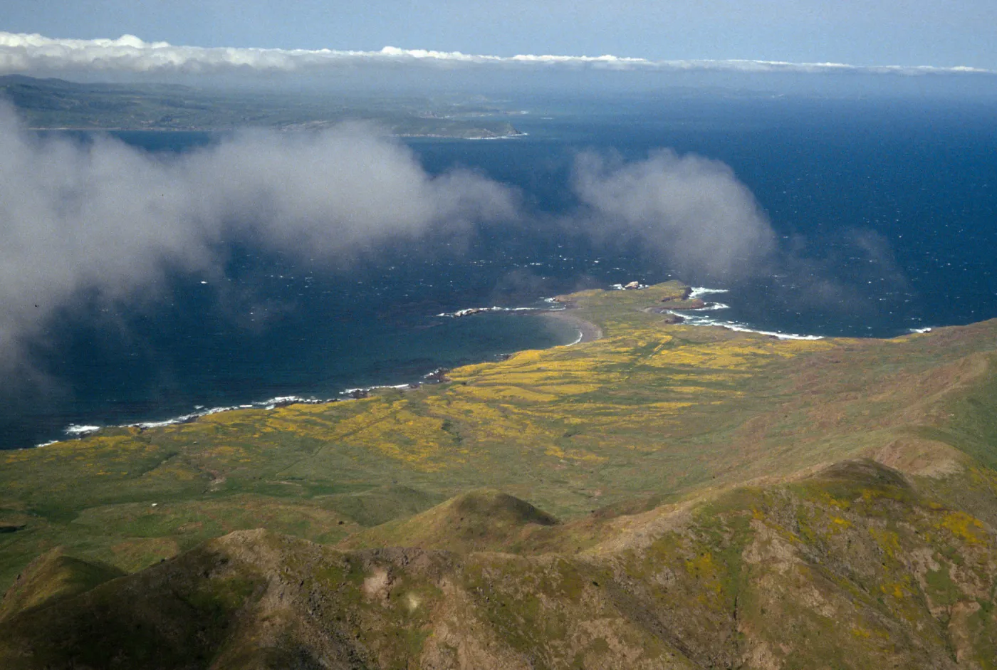 Lasthenia, Frasier Point, Santa Cruz Island