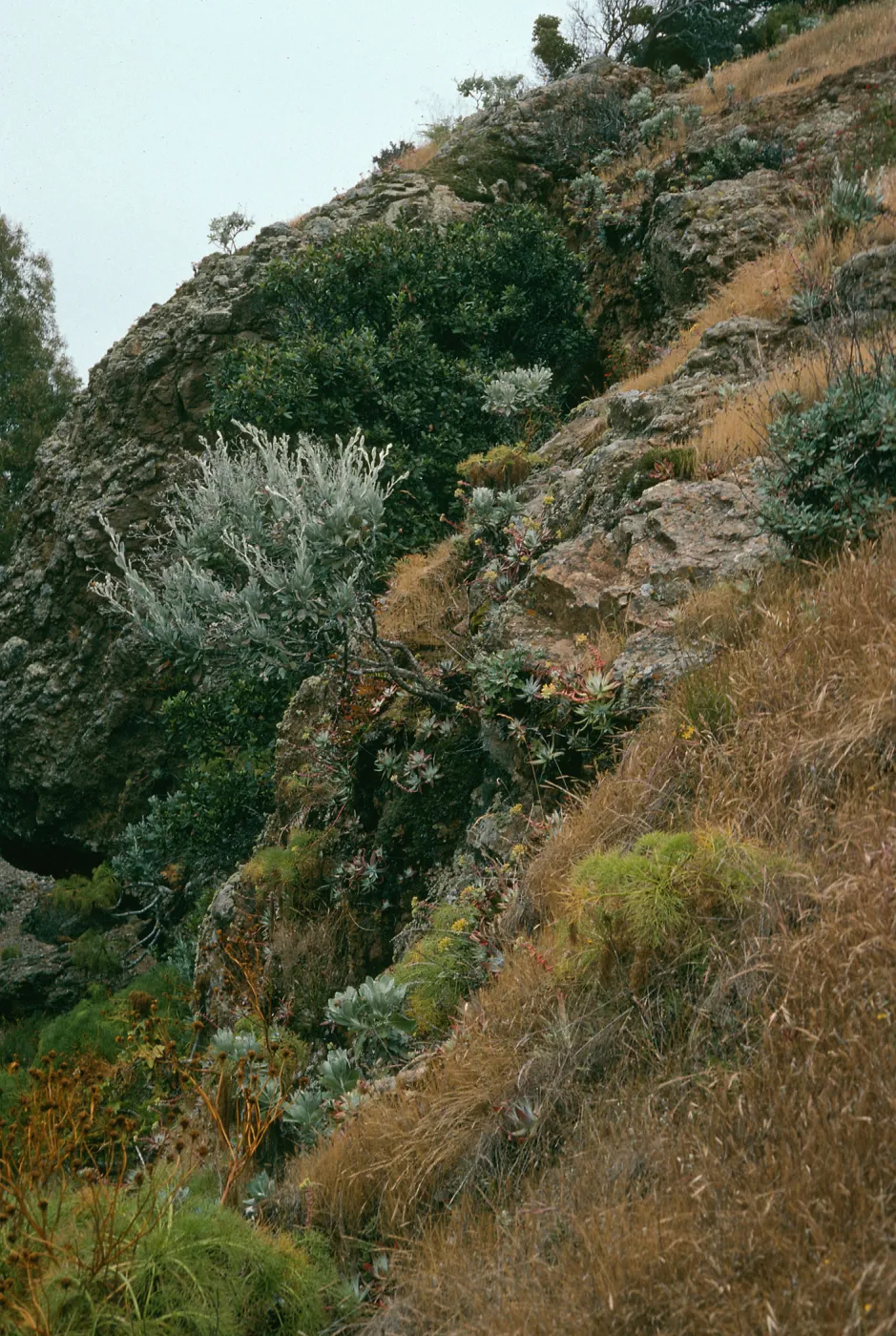 bluffs, Tinkers Canyon, Santa Cruz Island
