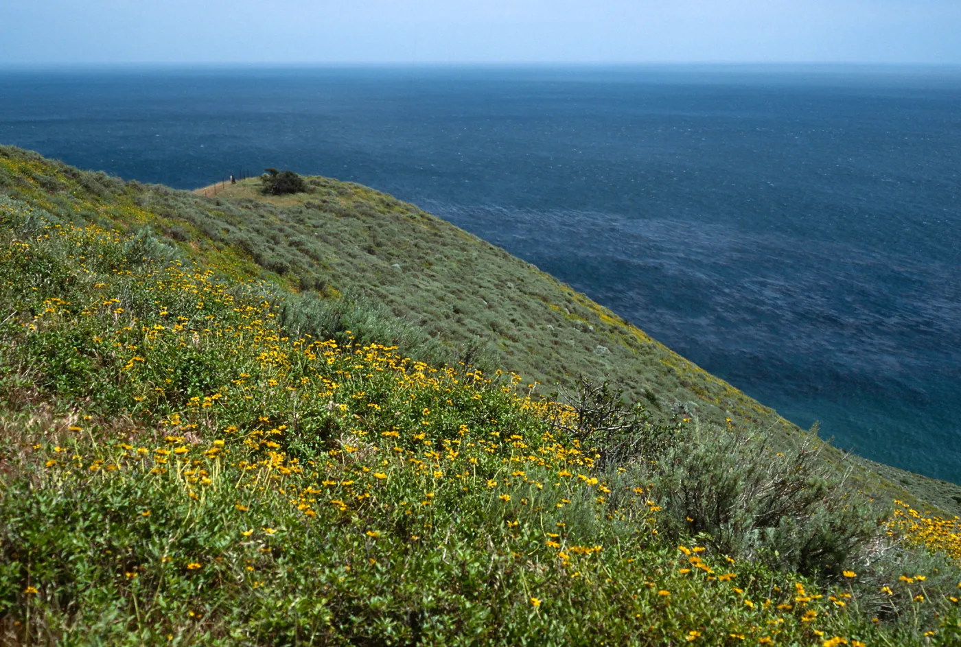 Encelia, just W. of Montanon Canyon, Santa Cruz Island