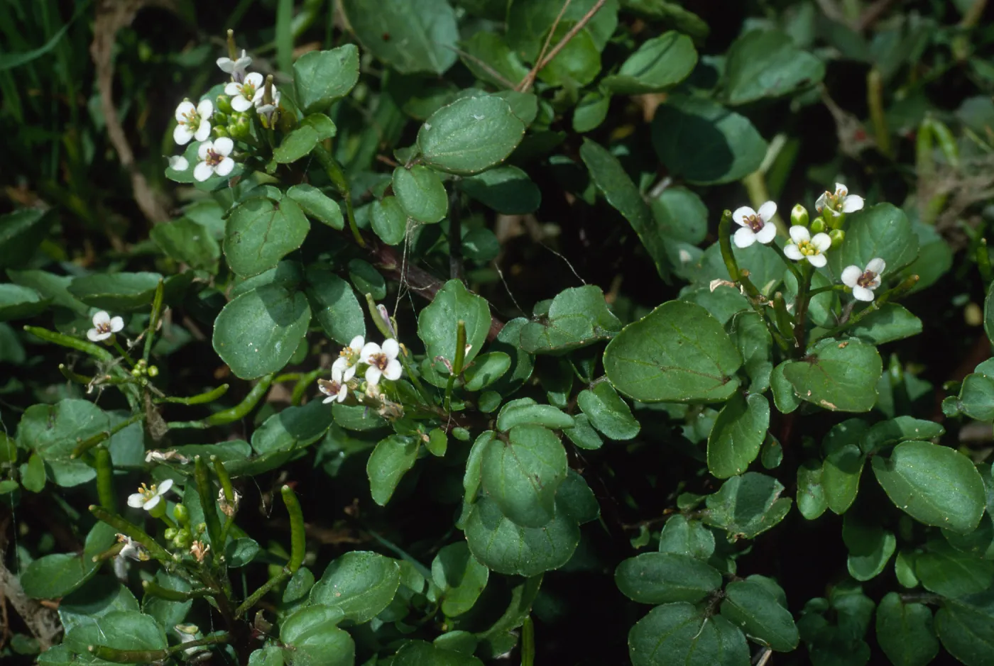 Thompson Reservoir, Santa Catalina Island