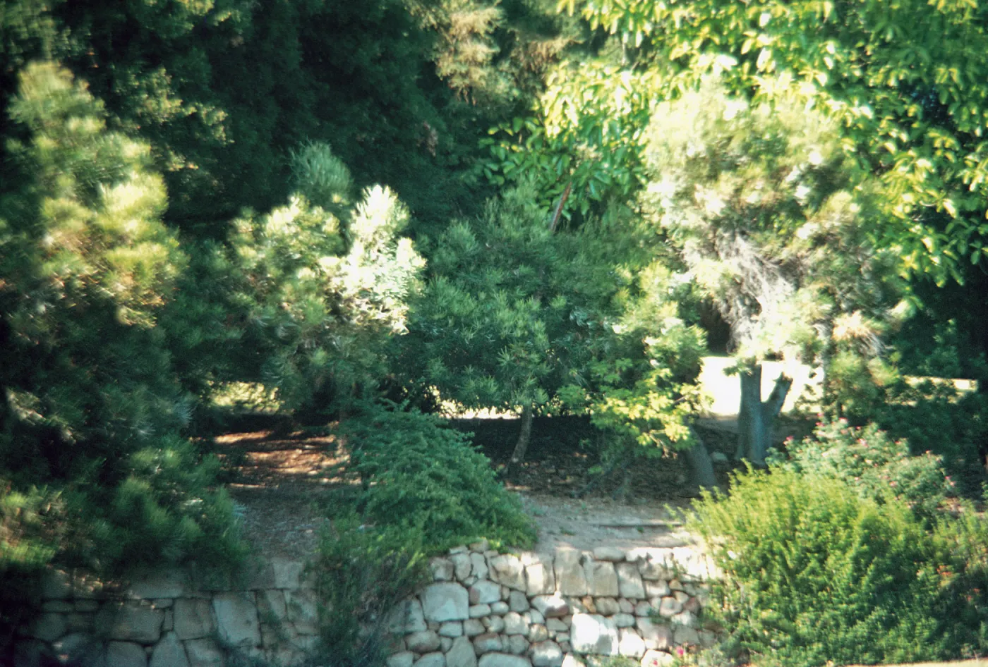 Several trees grow above a retaining wall made of irregular stones. 