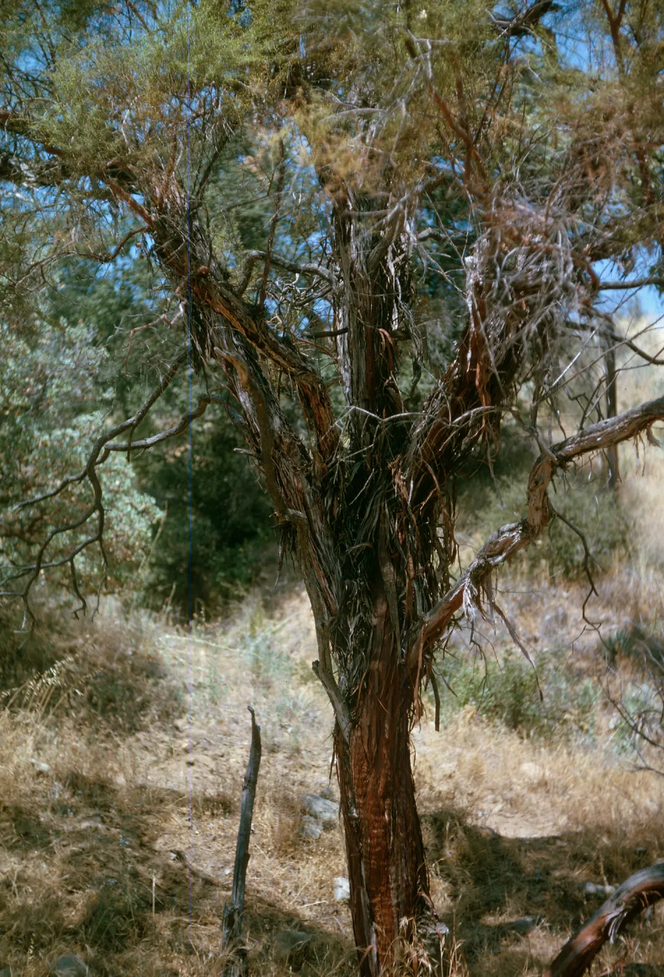 Adenostoma sparsifolium, Colson Canyon, close-up of trunks