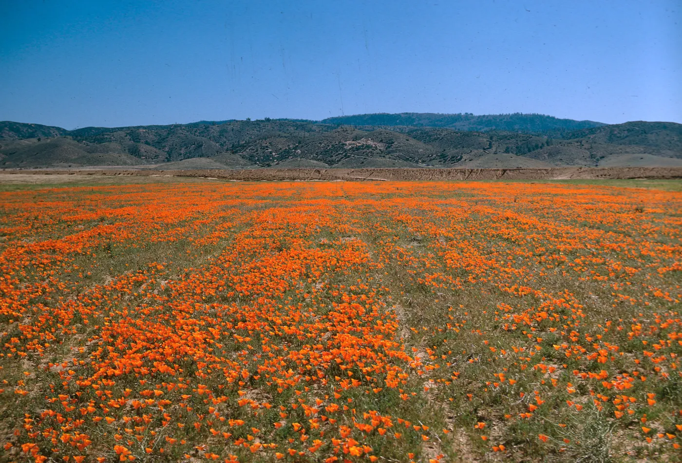 Poppy field (California Poppy)