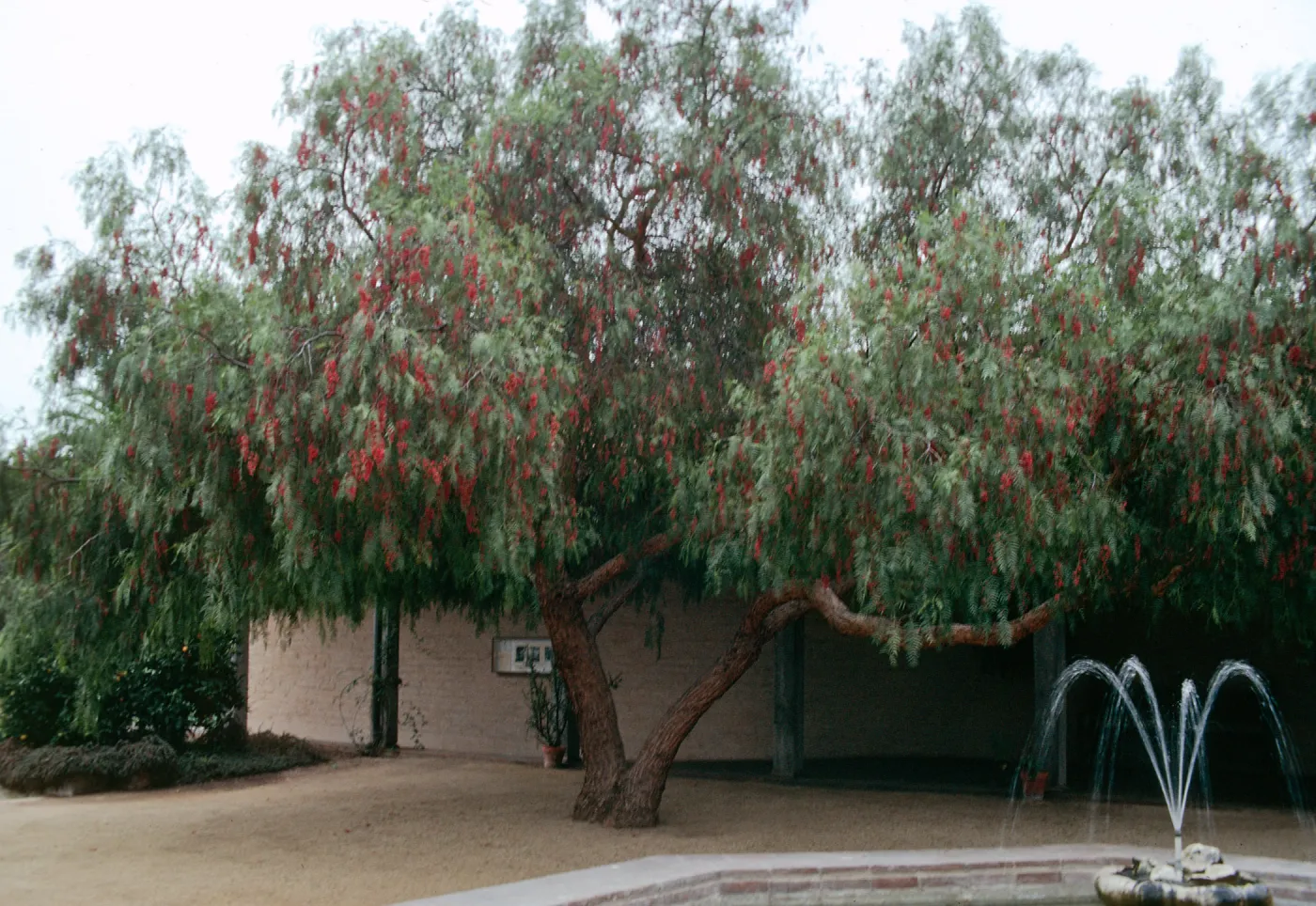 Pepper Tree - Schinus molle, Historical Society