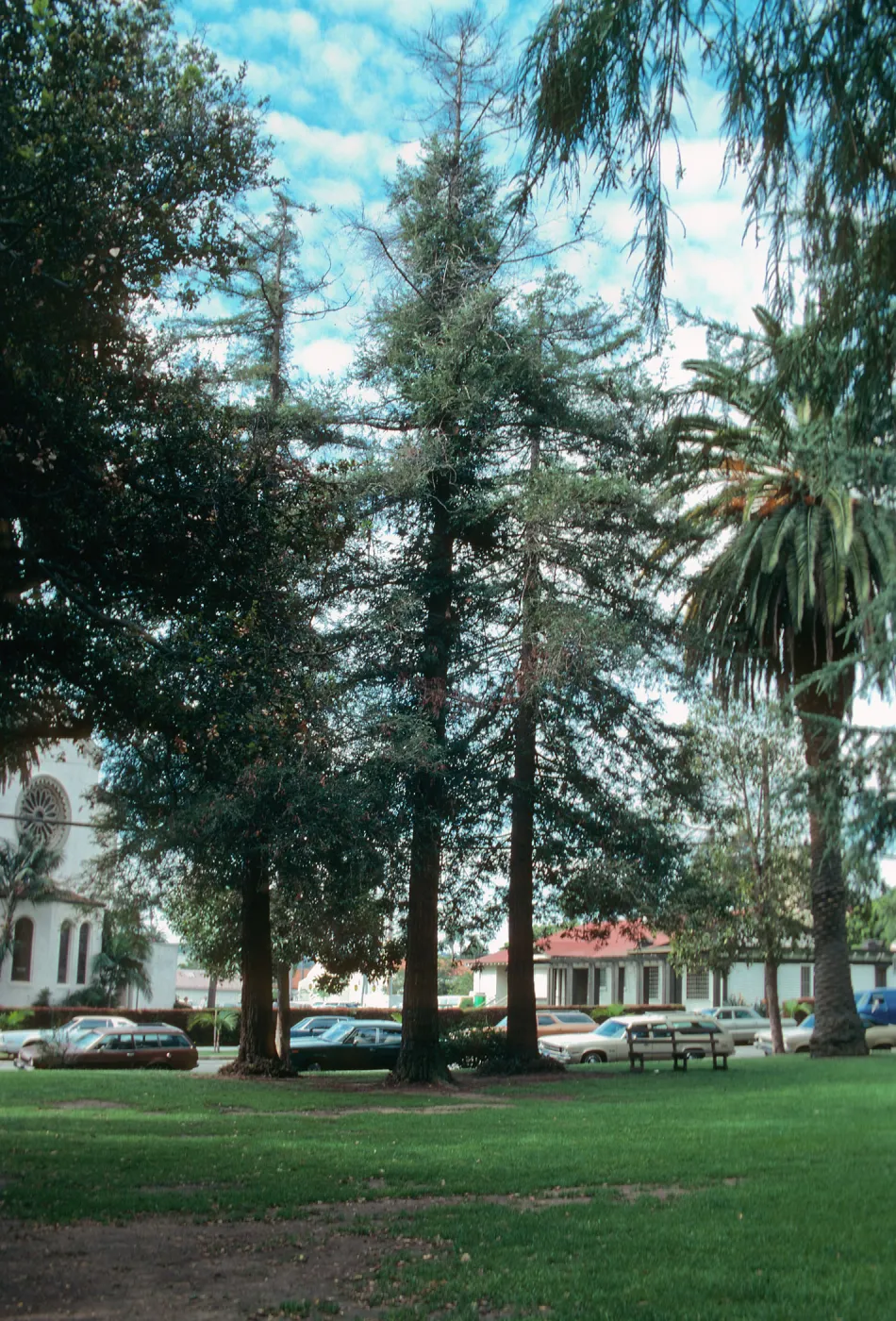 Sequoia sempervirens (Coast Redwood) , West Alameda Plaza. King Albert planted in 1919