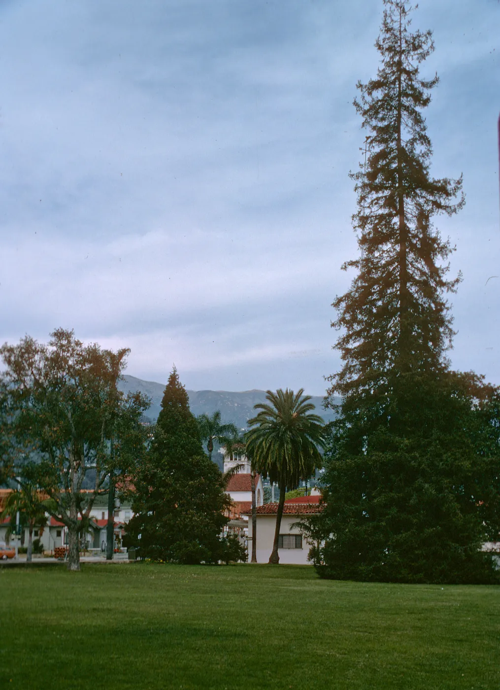Sequoia sempervirens (Coast Redwood), Redwood and Oak, Santa Barbara County Courthouse
