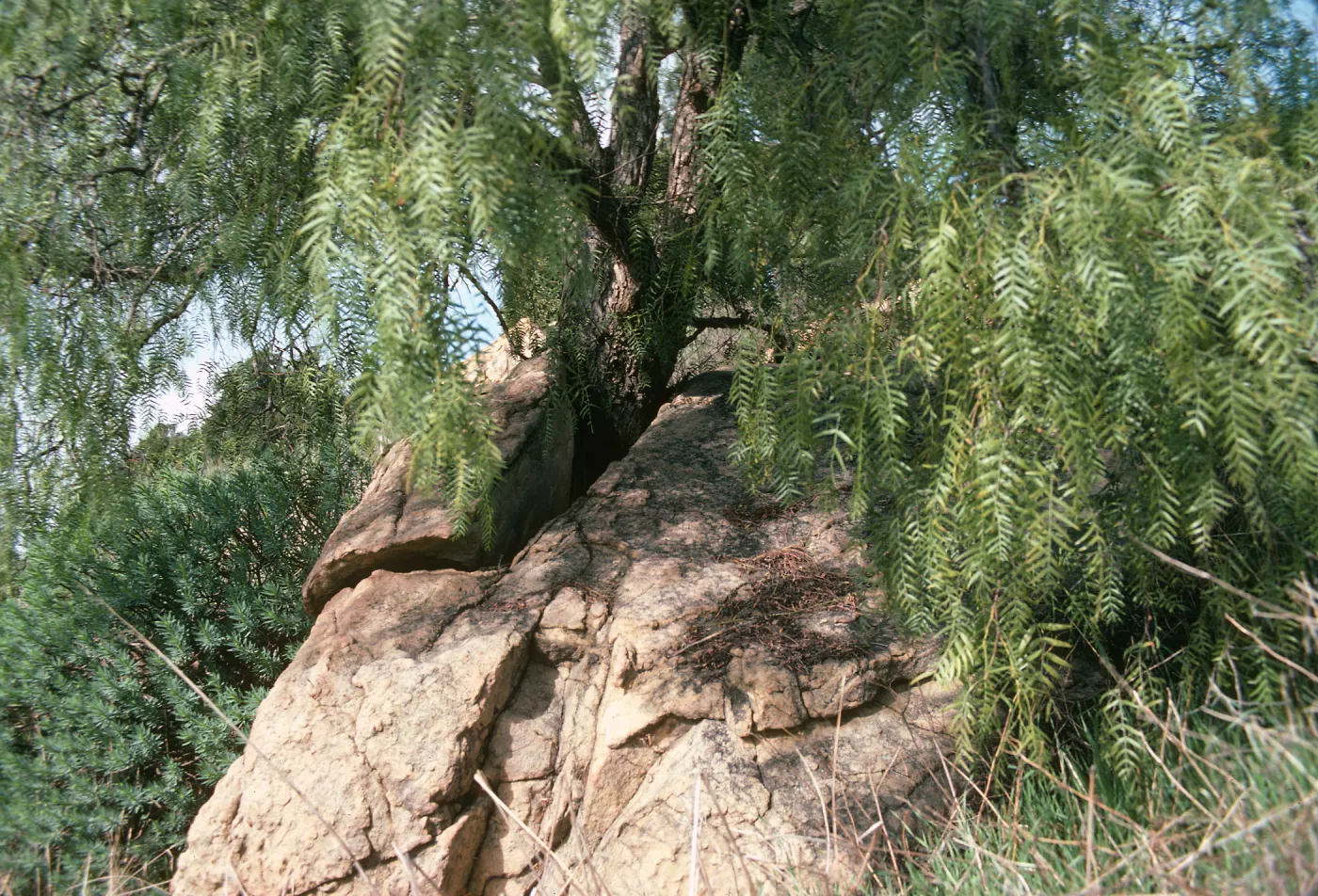 Schinus molle, rock split by tree
