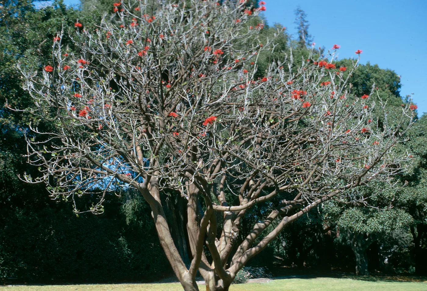 Erythrina coralloides, Orpet Park
