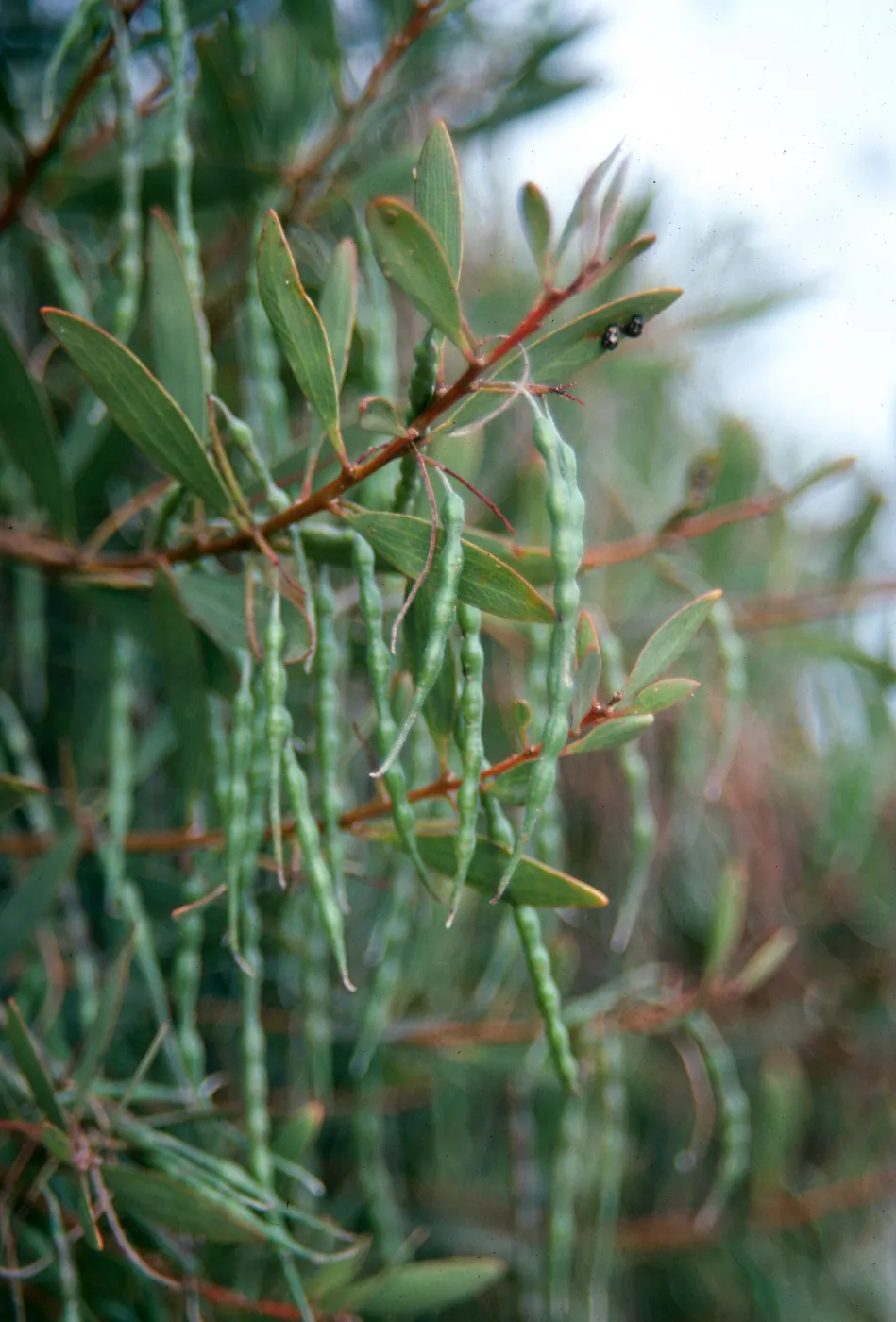Skinny, green seed pods hang from slender, brown stems among oval-shaped leaves. 