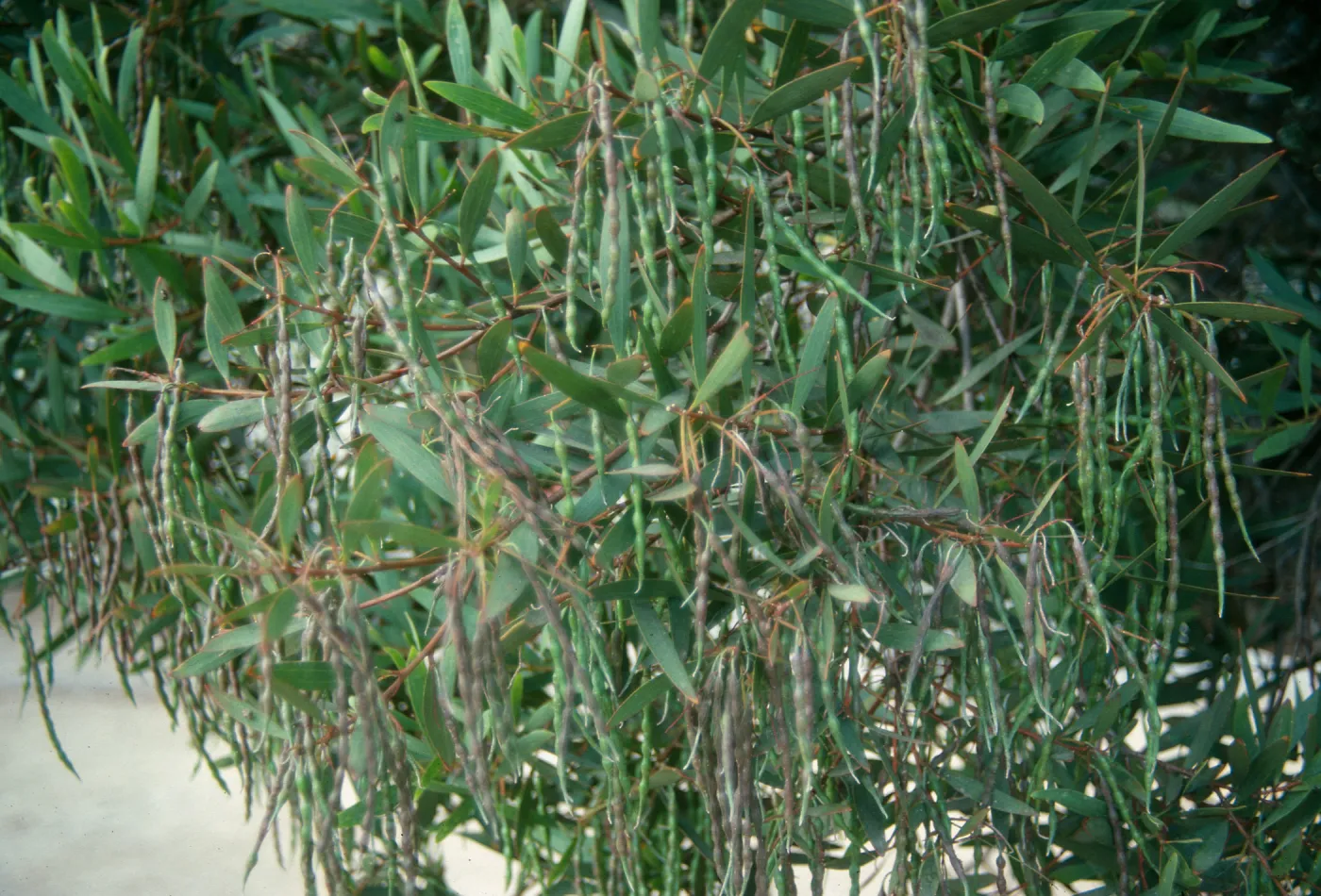 Skinny green and brown seed pods hang from slender branches among pointed, narrow leaves. 