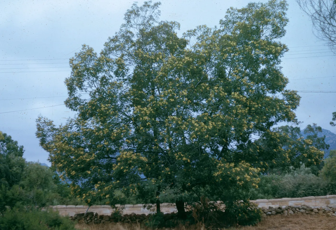 A large tree dotted with yellow flowers beside a low, stone wall